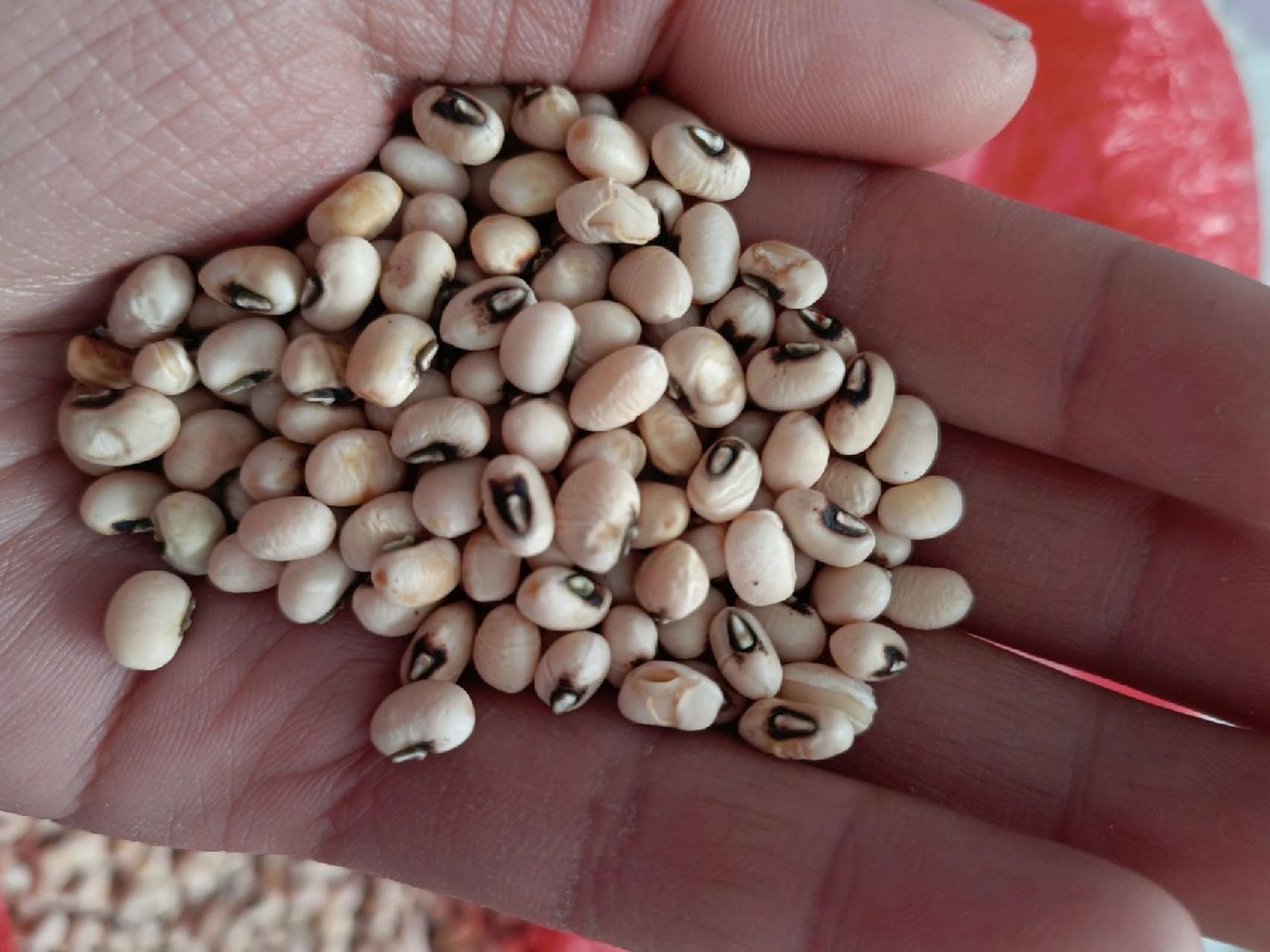 婆婆每年都会种这个,普通话叫白眉豆,我们这儿叫饭豆,打甲儿,做扣肉