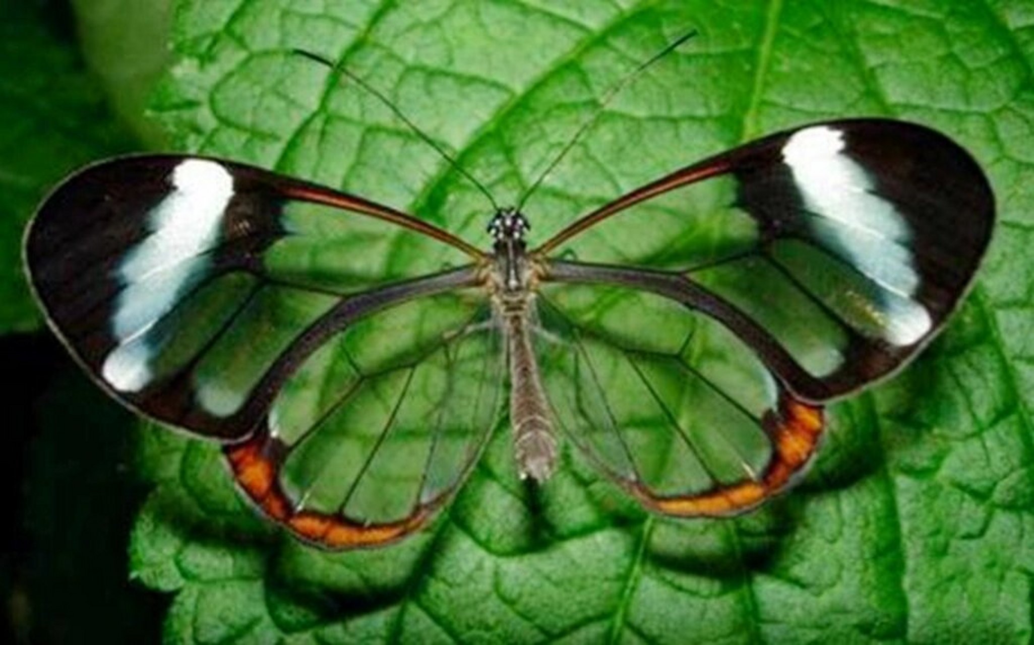 自然奇迹|伪装这件事动物卷起来也是没谁了 宽纹黑脉绡蝶又名玻璃翼蝶