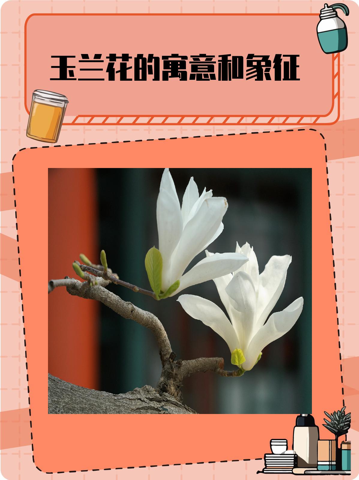 玉兰花的寓意和象征  玉兰花,又称为白玉兰,木兰,应春花等,是中国著名
