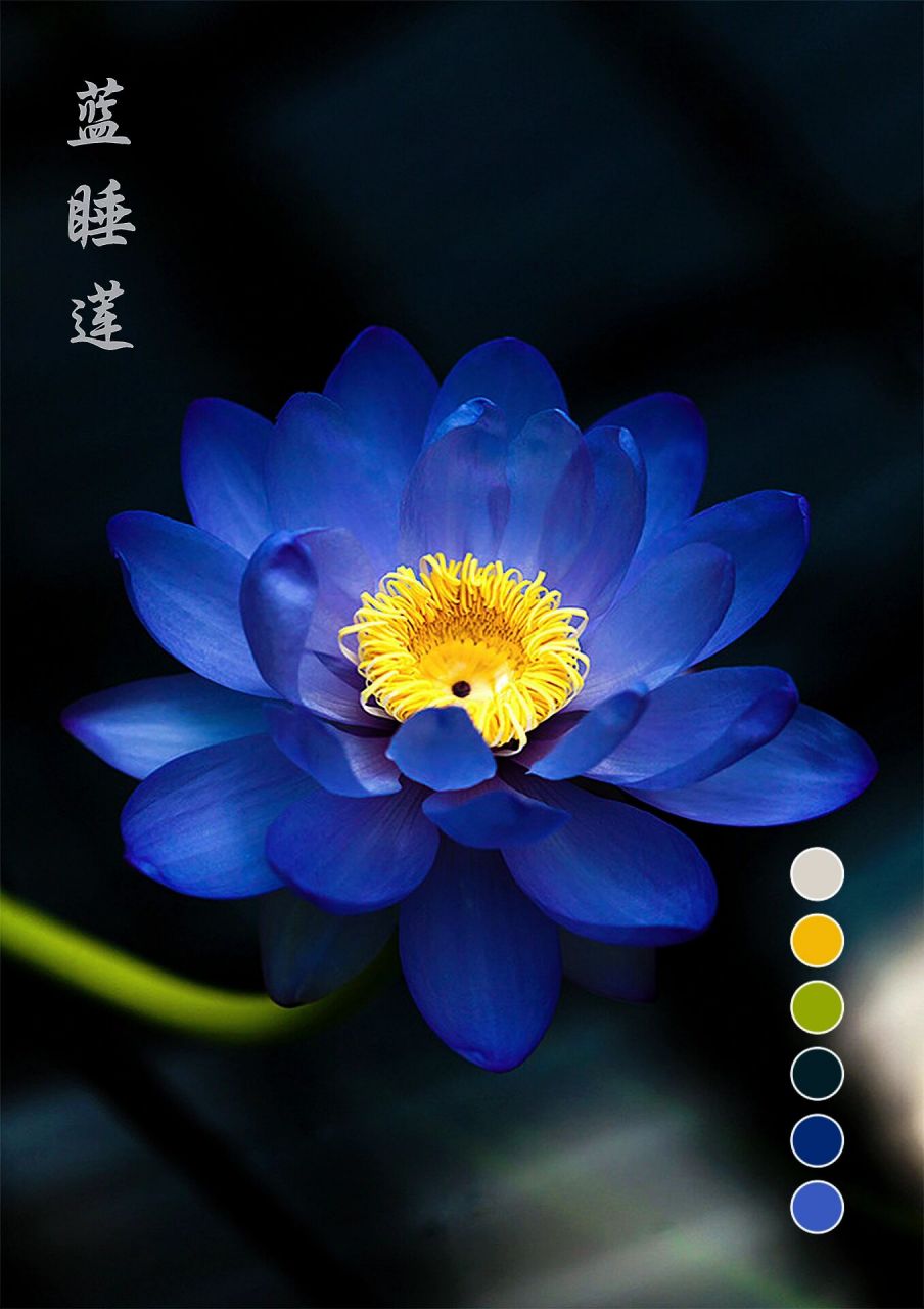 妖艳的凌波仙子 一 一埃及蓝睡莲 【蓝睡莲】(学名: nymphaea