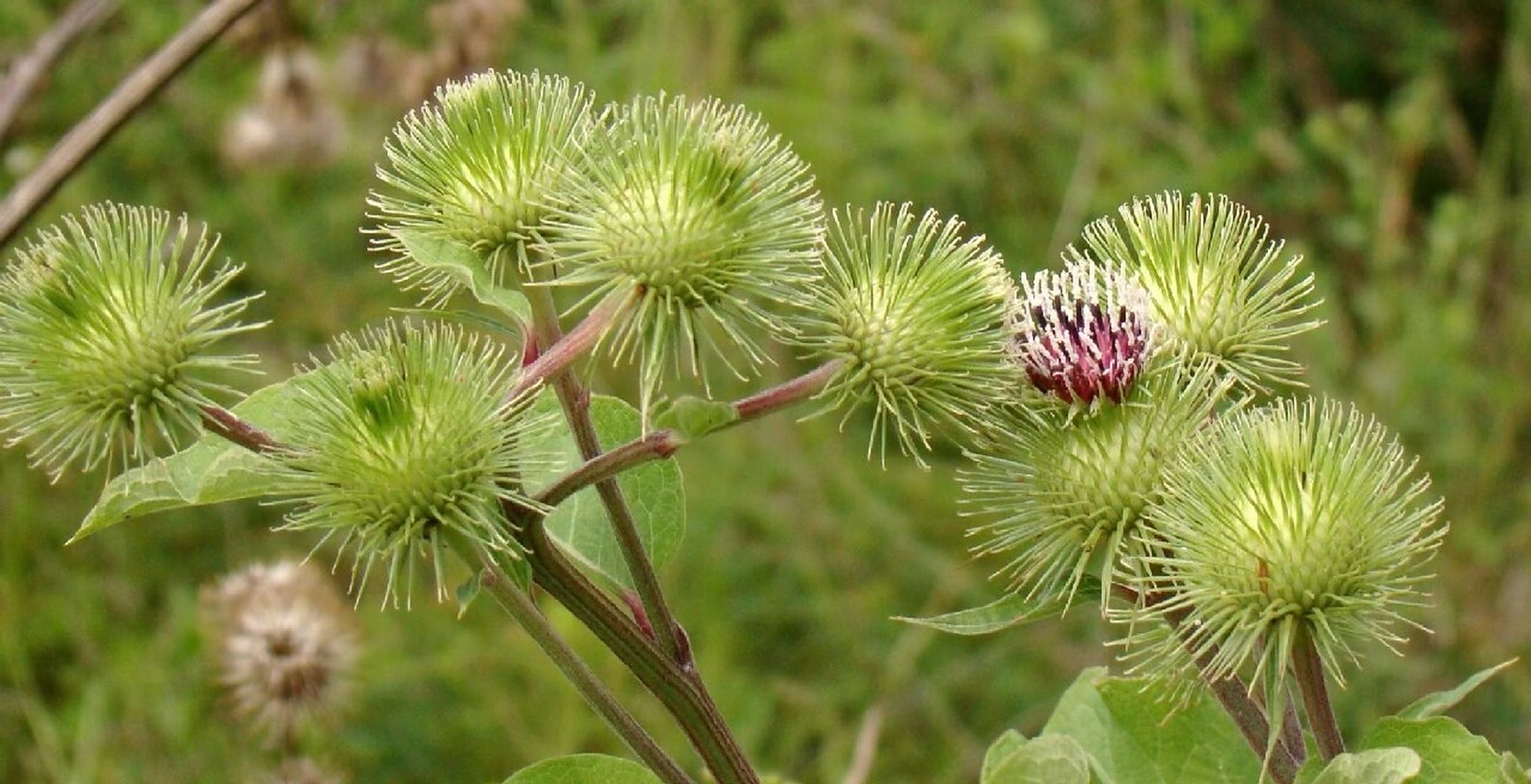 为菊科二年生草本植物牛蒡(学名:arctium lappa l.)的干燥成熟果实.