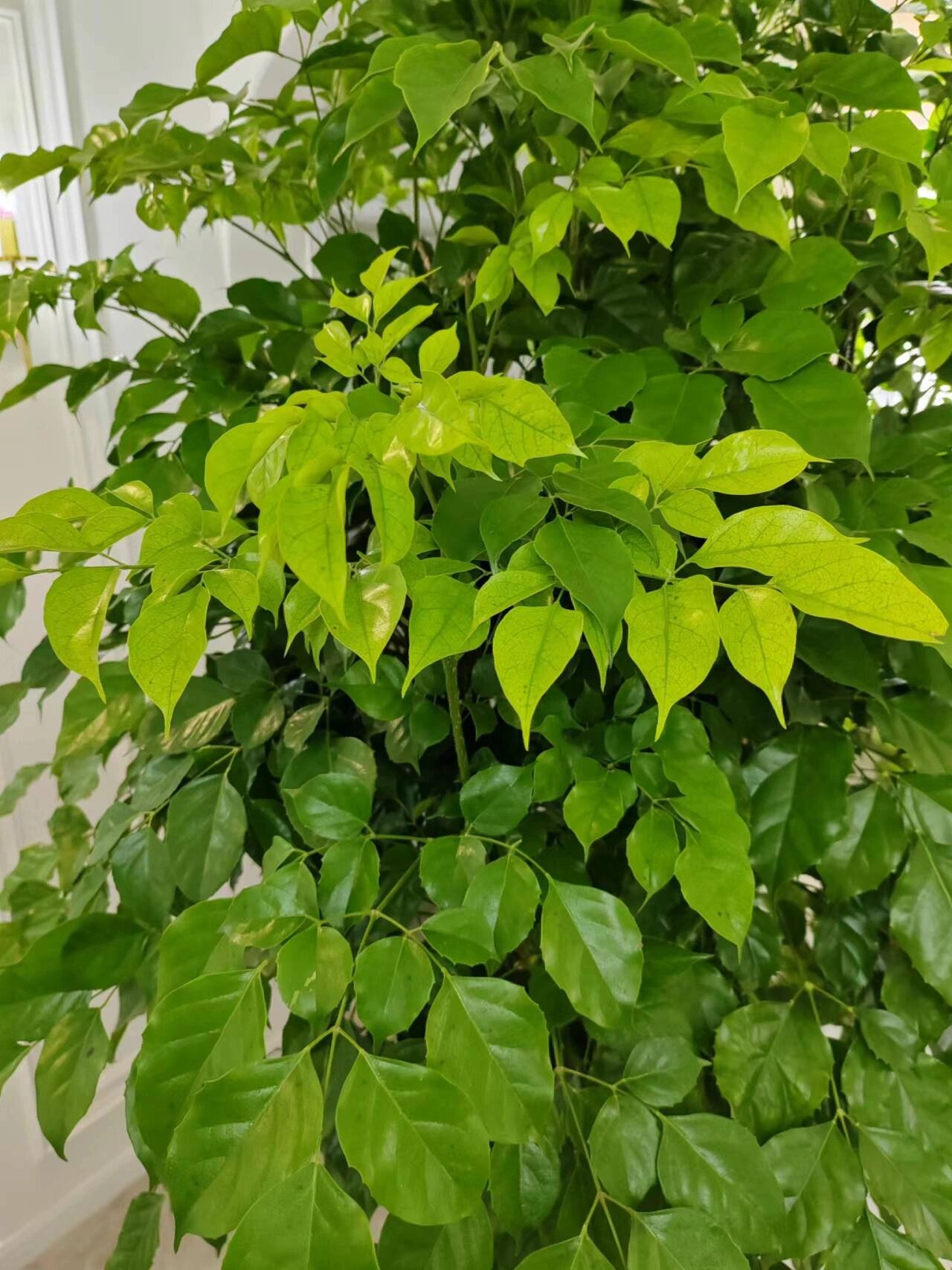 幸福树图片