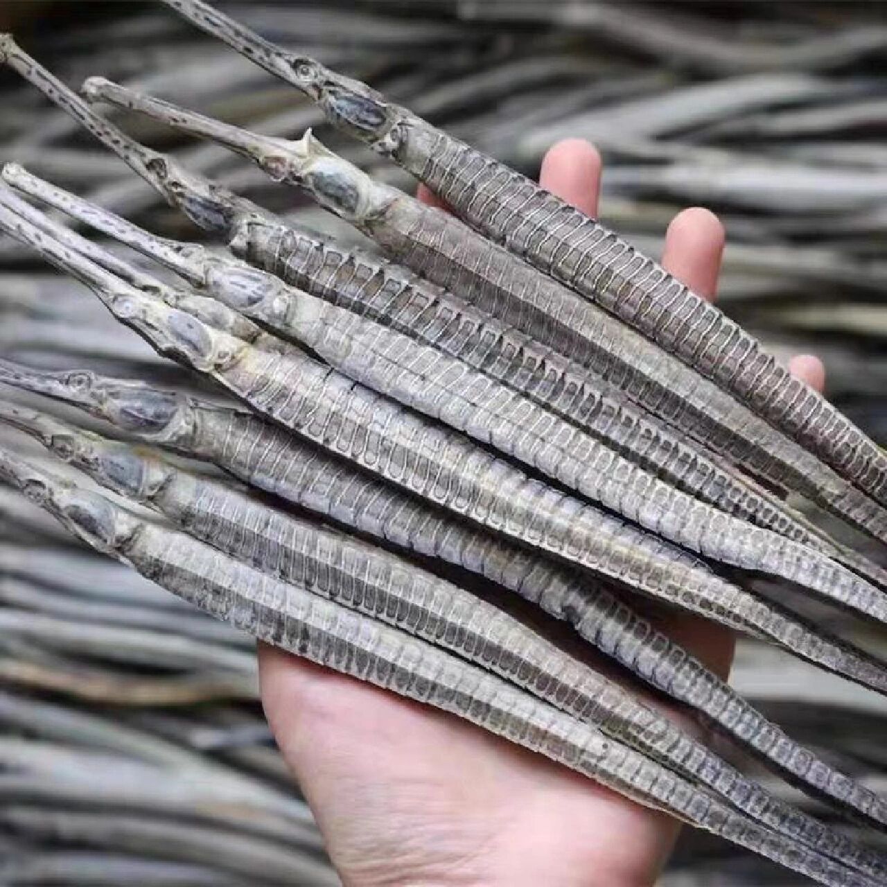 海龙的功效跟作用 海龙的功效跟作用 海龙:别名杨枝鱼,管口鱼,是一种