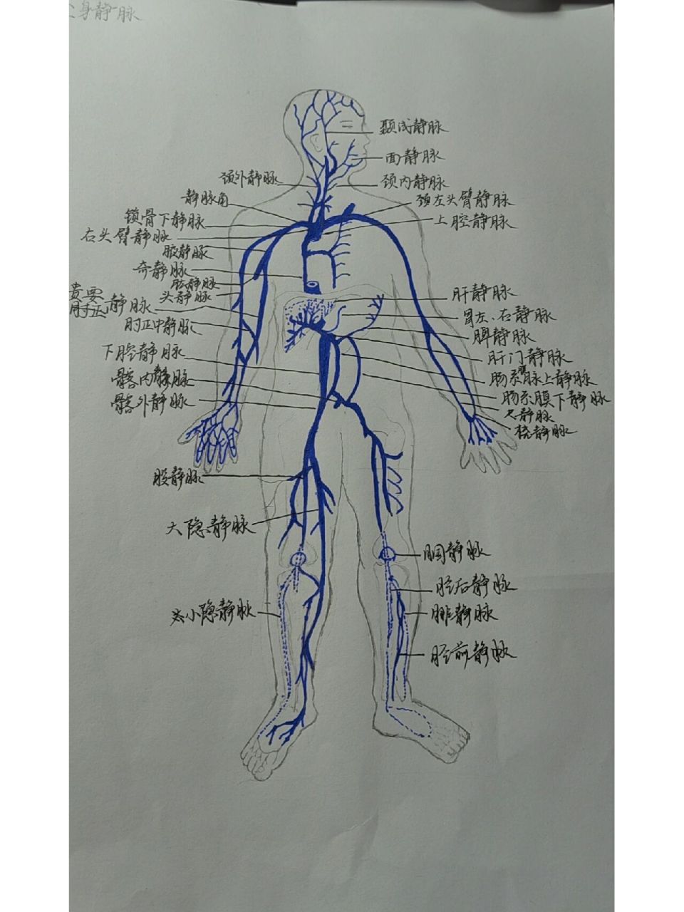 静脉血管走行图图片