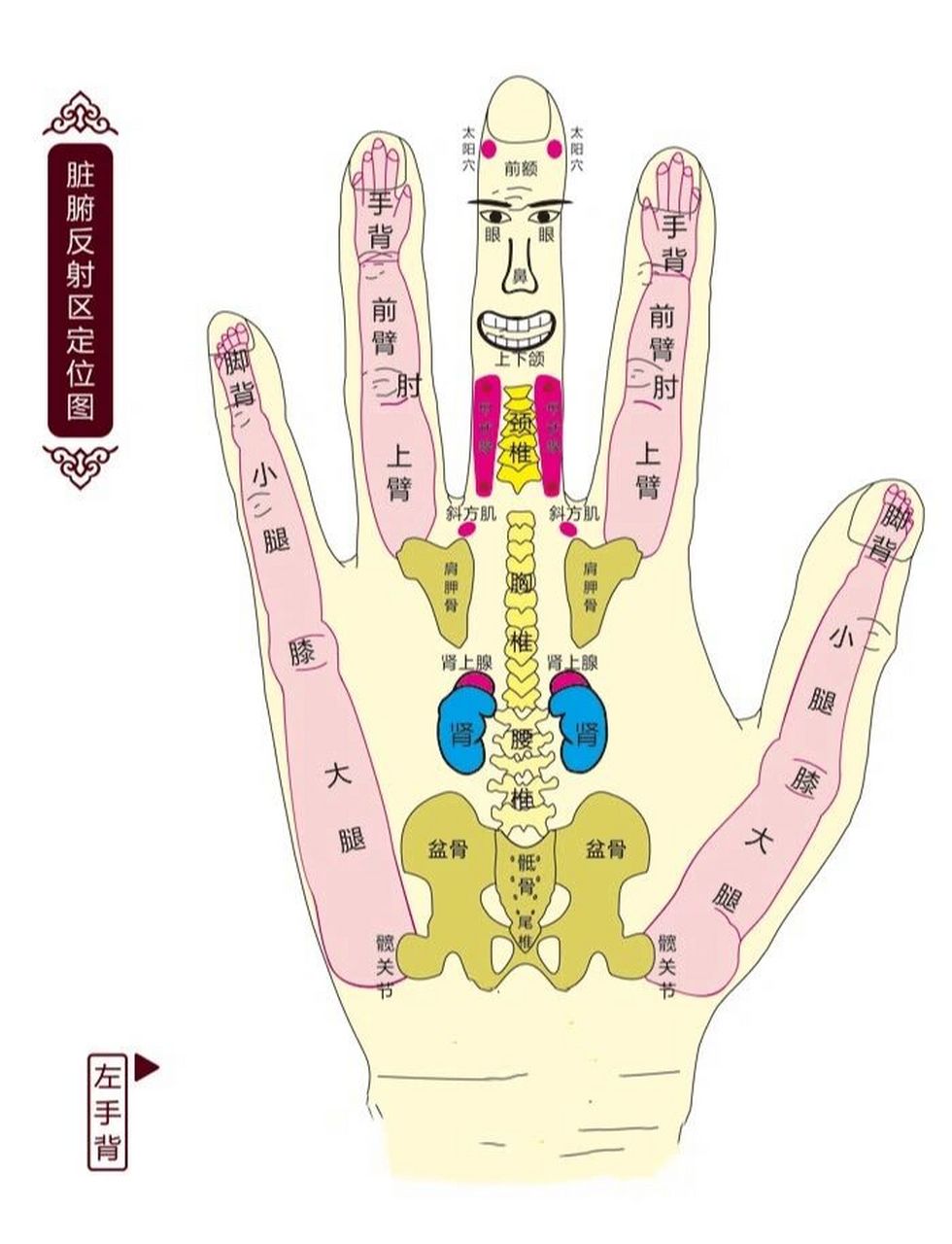 手掌对应的器官示意图图片