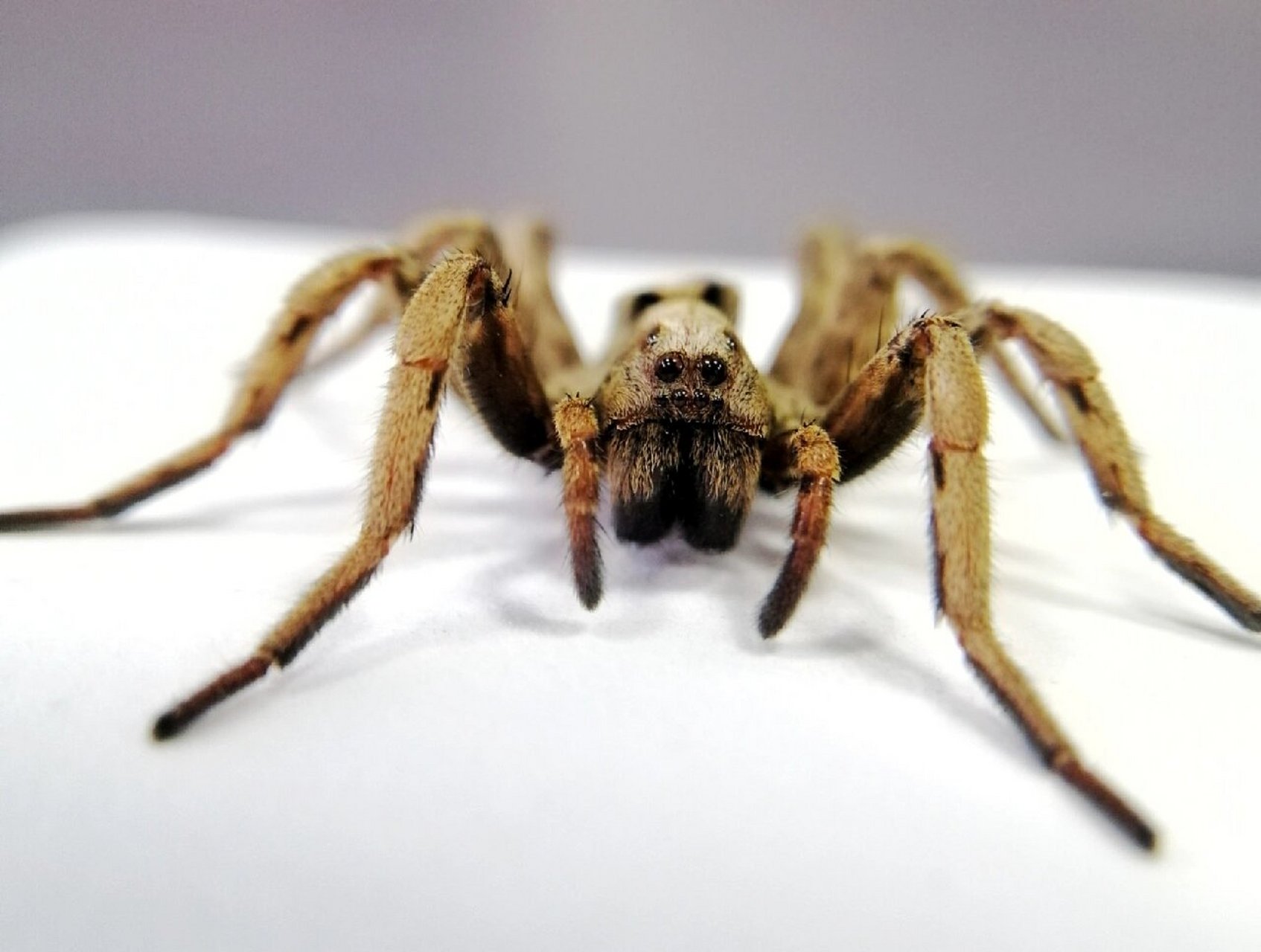 你看我萌不萌 黑腹狼蛛(母)标本制作完毕.