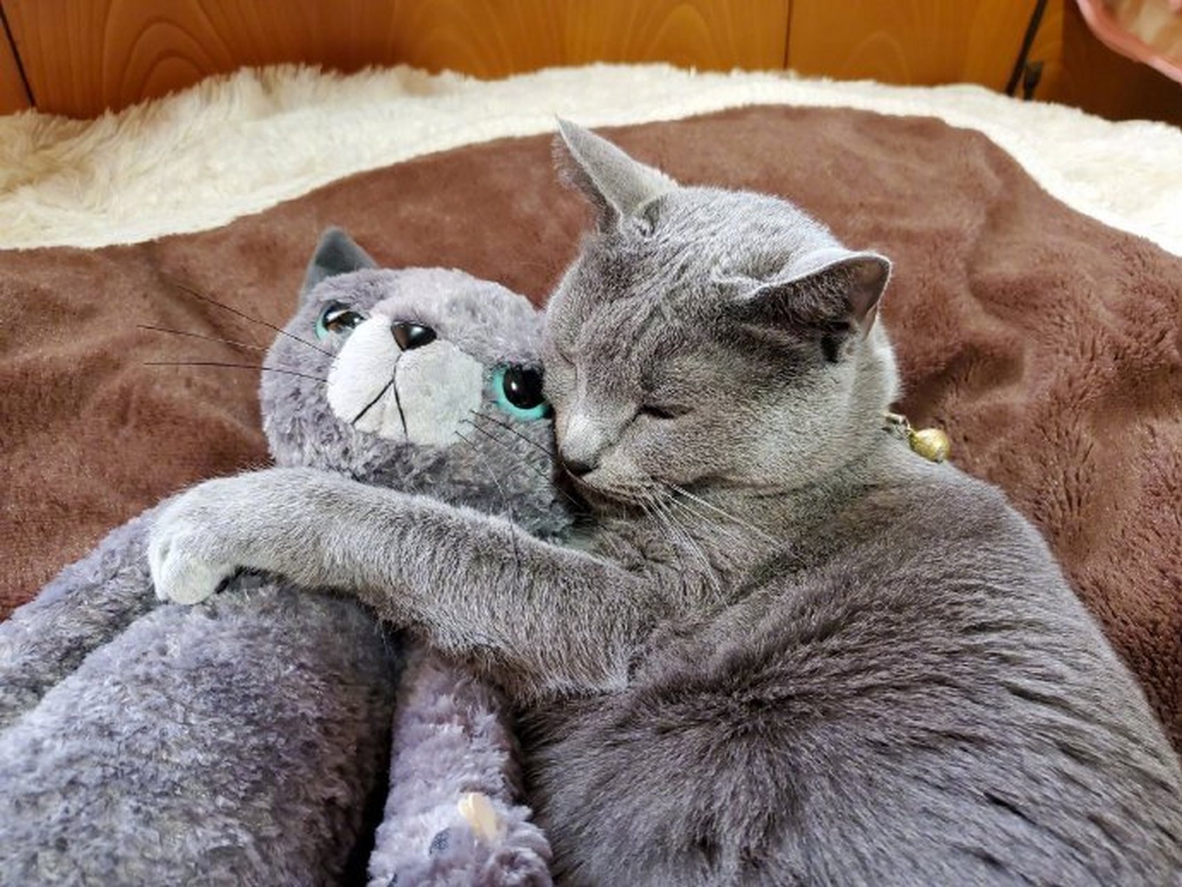 猫咪抱着娃娃睡觉,好可爱!
