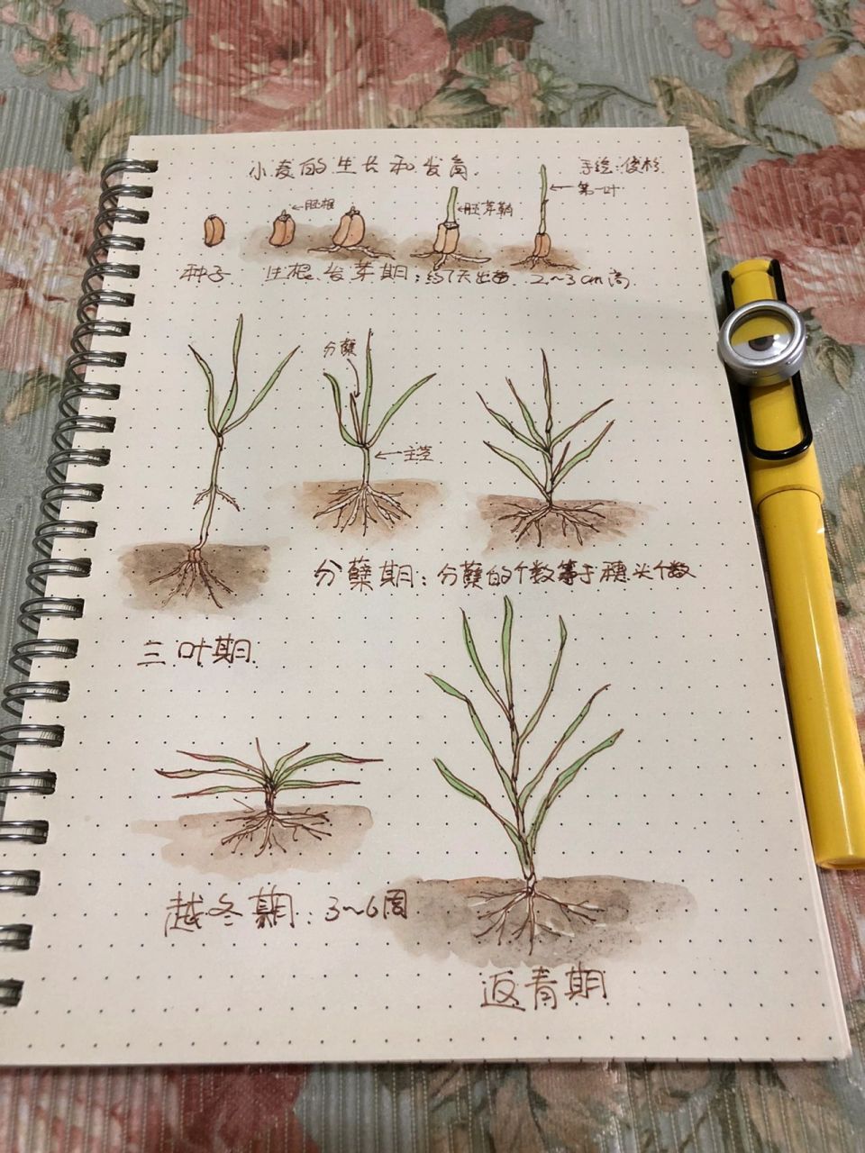 小麦种植过程简笔画图片