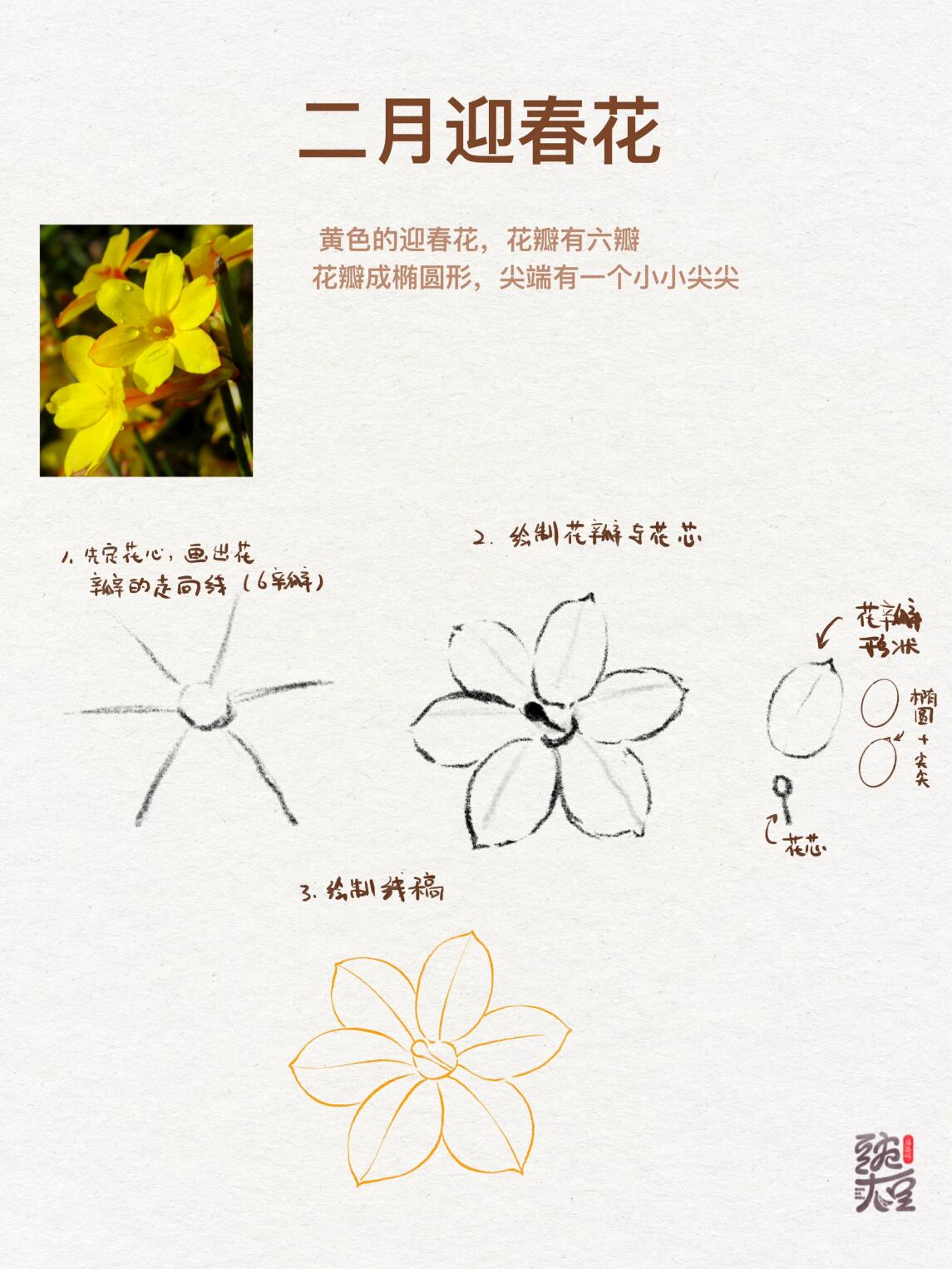 迎春花简笔画步骤图片