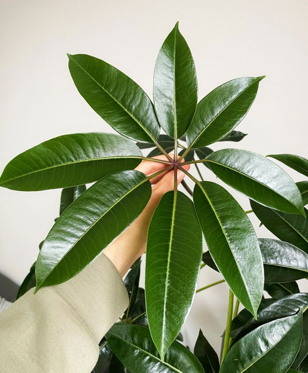 用这个方法植物绿油油哒～ 用啤酒90和水,1:1稀释擦拭叶片,一般一个