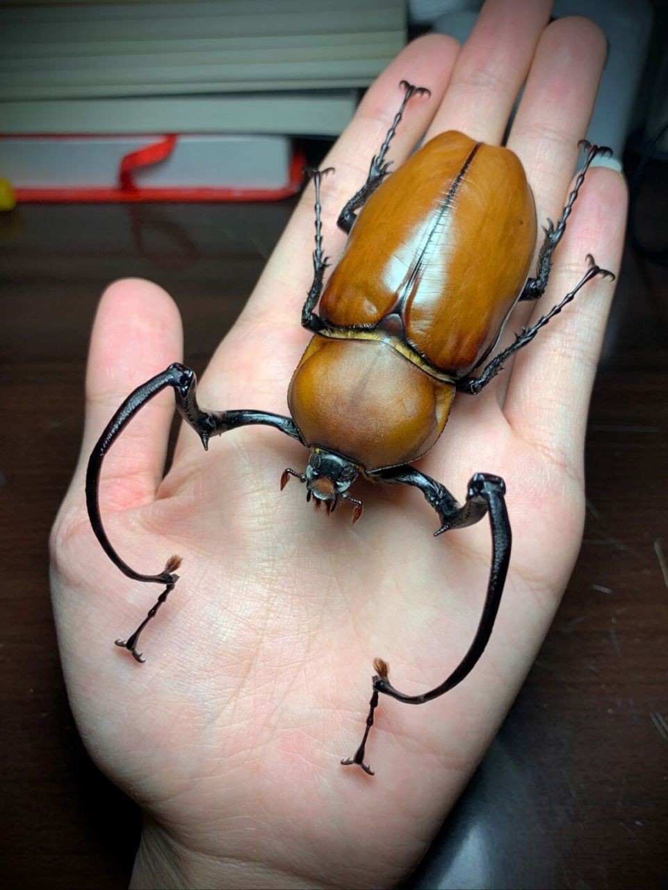 茶色长臂金龟 euchirus longimanus 茶色长臂金龟,成虫长体50-86mm