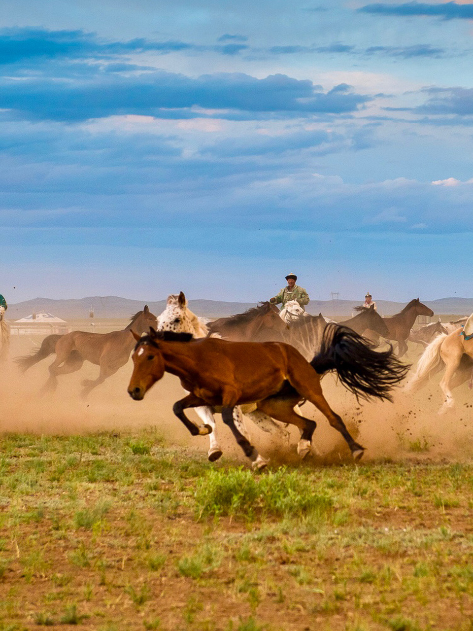 请随我骏马奔驰,放牧红霞 这可能是最壮观的草原奔马!