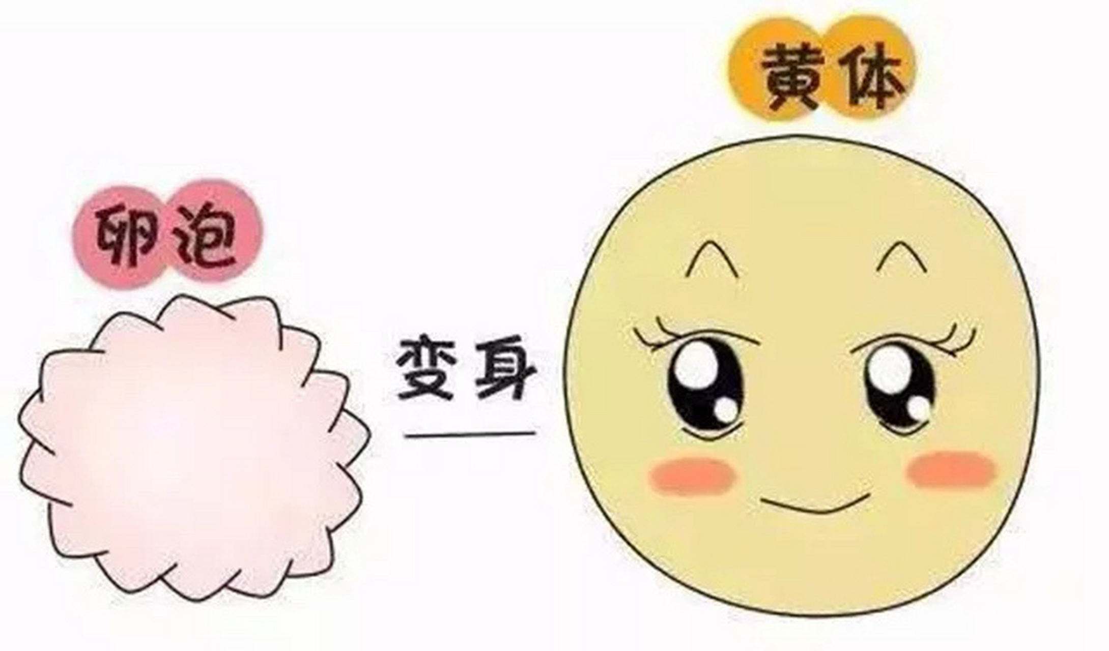 兰州天伦孕育科普:什么时候是女性黄体期?