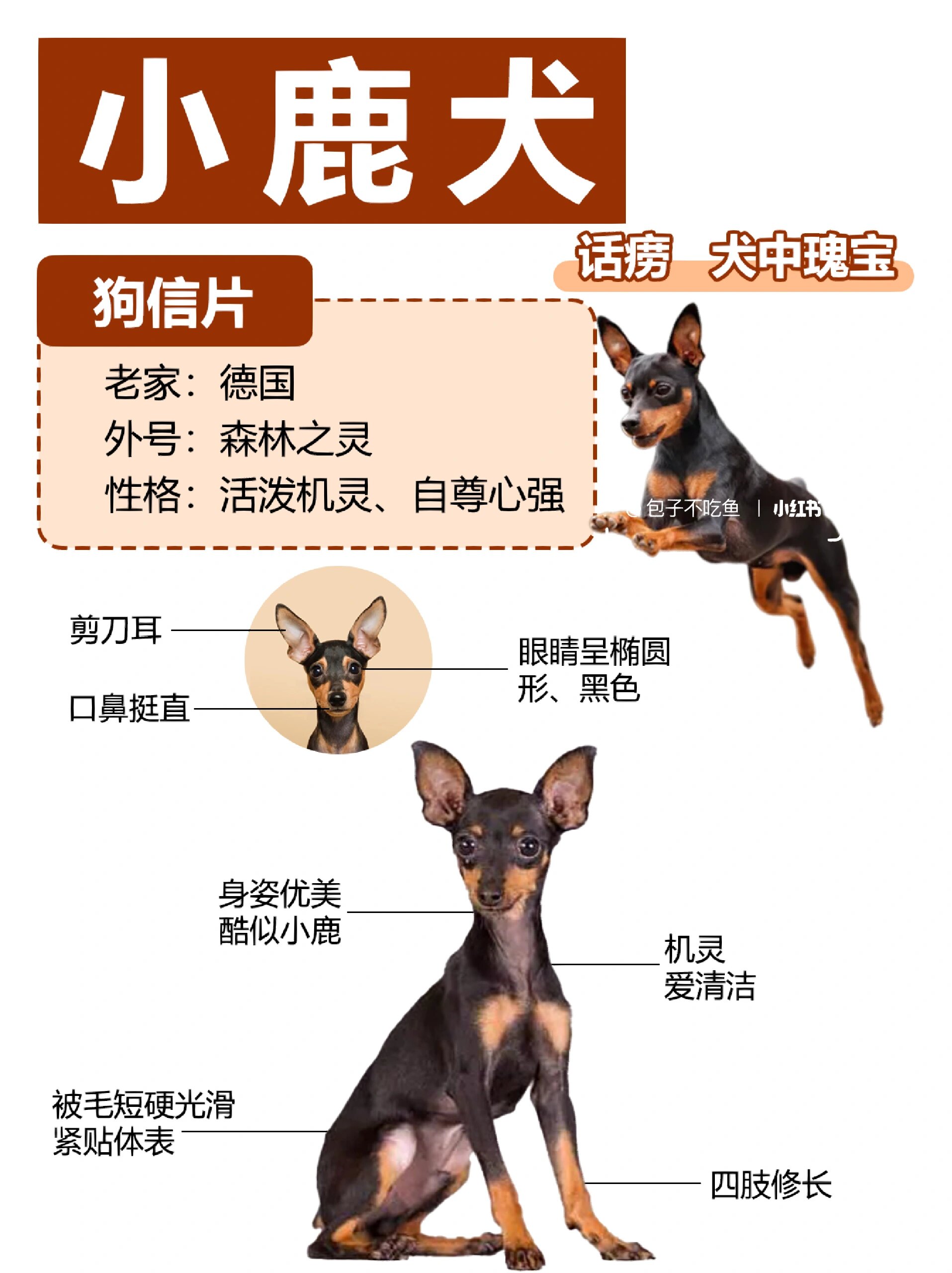 小鹿犬: 集优雅帅气,可爱俏皮于一身