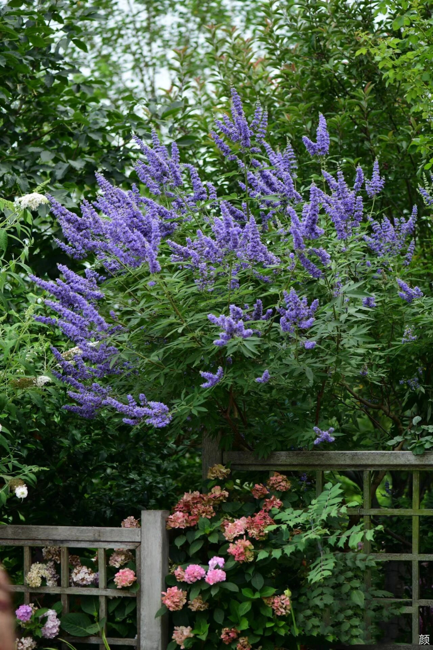 植物学|醉鱼草 拉丁学名buddleja lindleyana fortune 别名:闭鱼花