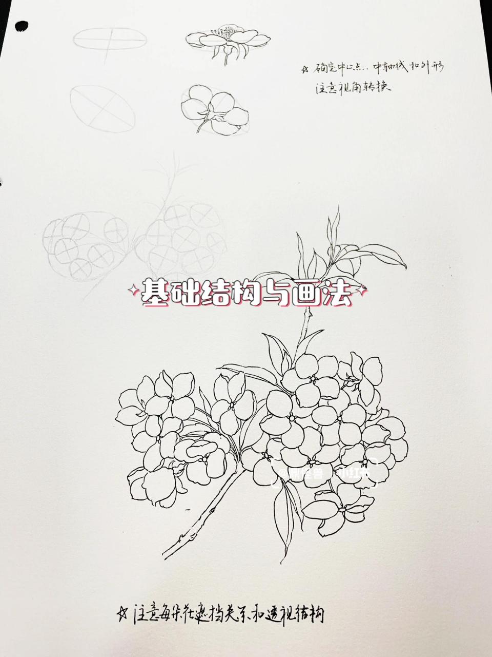 【花卉基础篇·花朵11·梨花】(附结构画法) 鼎怪兽:单朵梨花结构简单