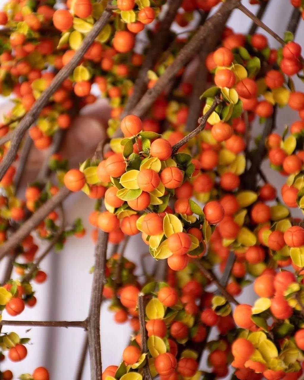 花材分享 | 南蛇藤78 秋天里最顶级的花材 南蛇藤 卫矛科南蛇藤属