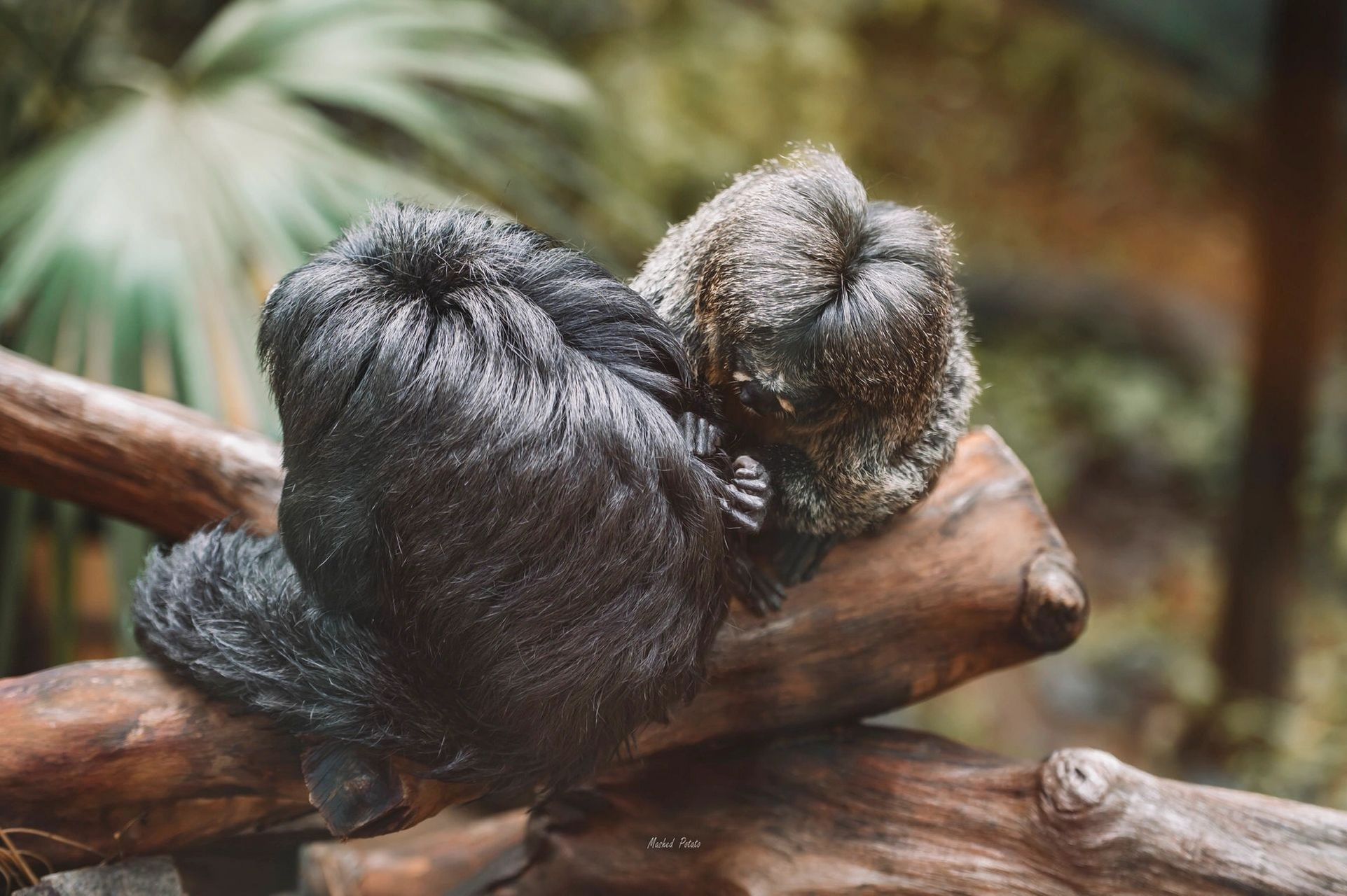 白面僧面猴 雌性与雄性有明显差异 p3脸部全白的是雄性