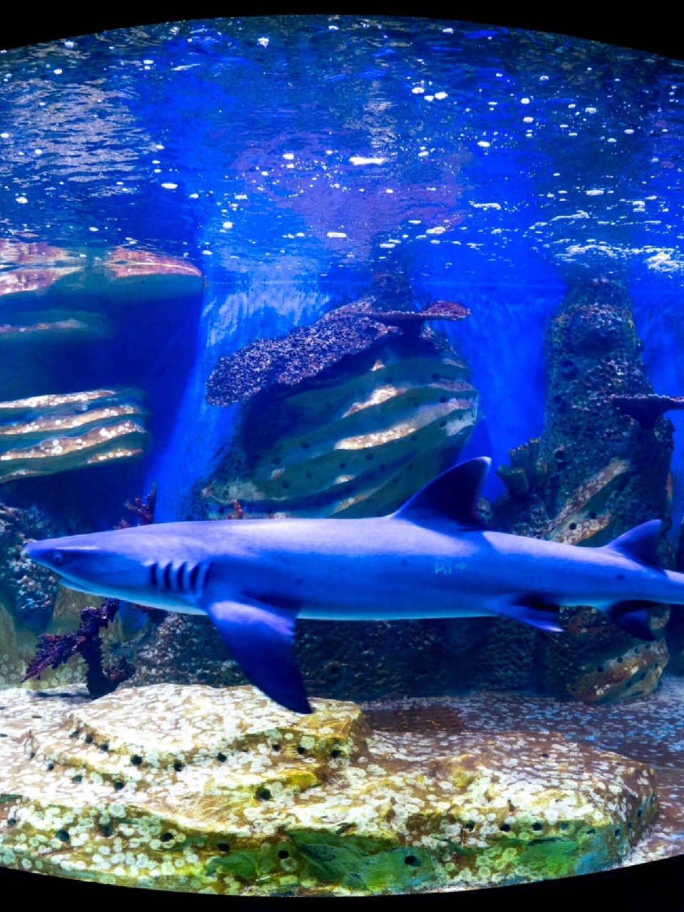 合肥新海洋馆 今后就只去这个海底隧道拍照 合肥三鲨海洋馆的海底隧道