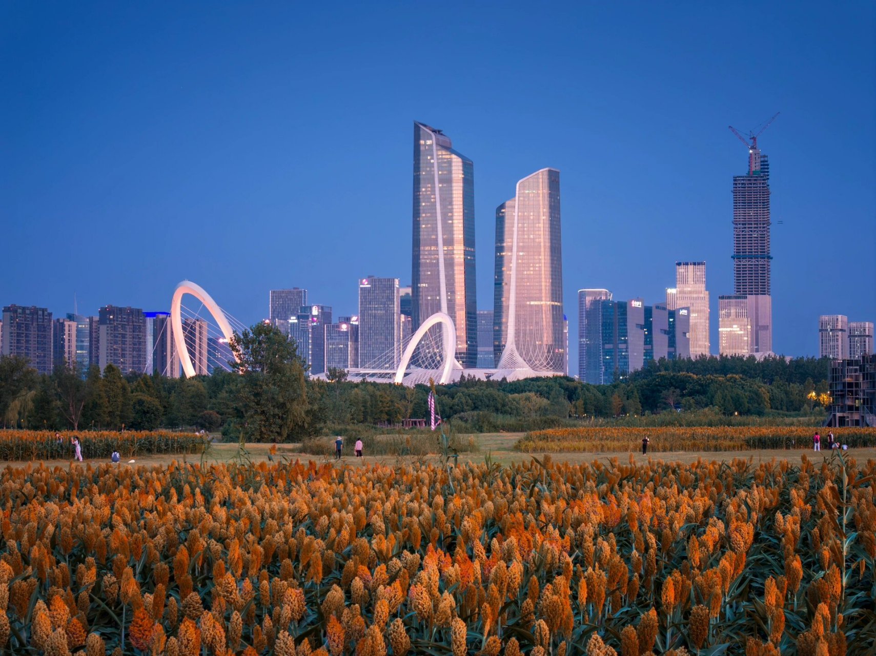 97 在南京青奥体育公园,隐藏着一片高粱地!