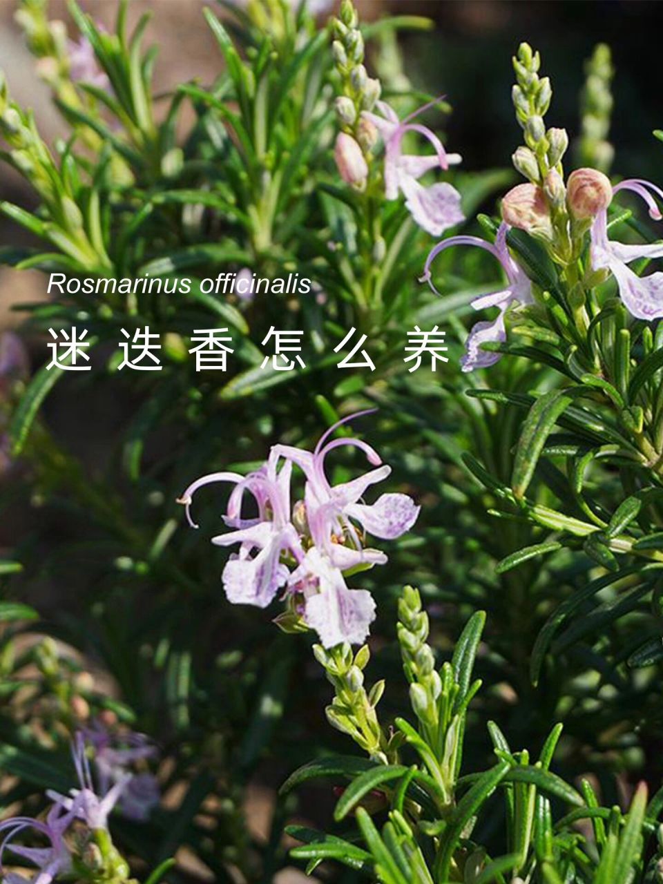 植物养护|迷迭香该怎么养 迷迭香的花语:留住回忆 	 迷迭香既是一种