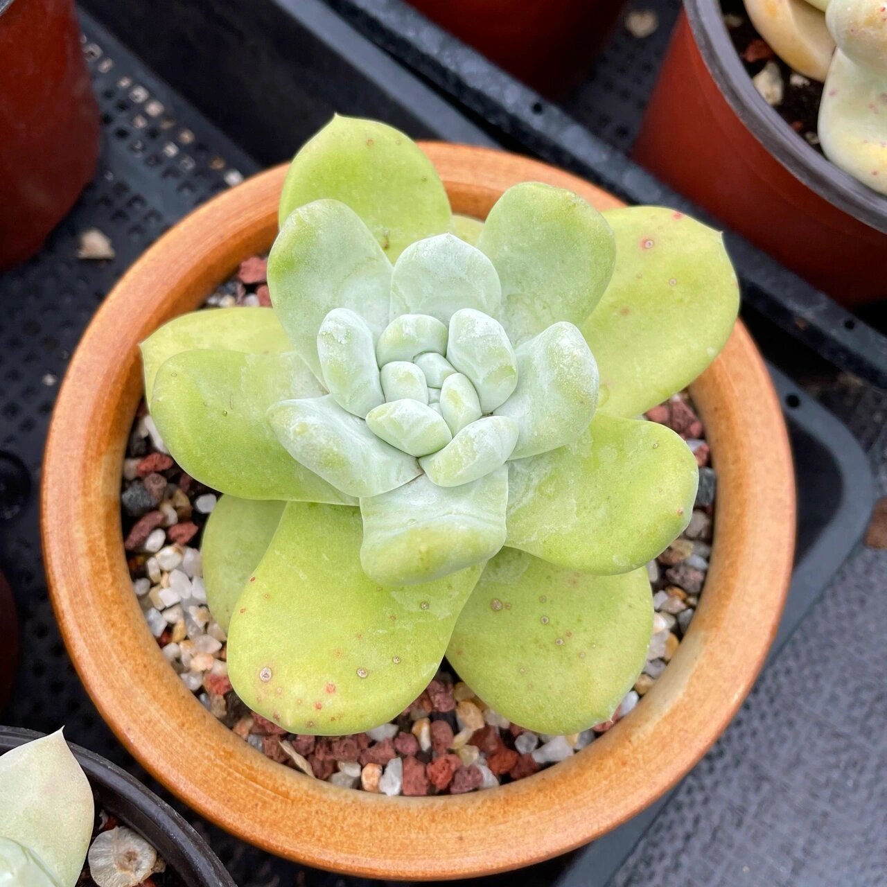 多肉仙女杯帕奇飞图,也叫拇指 国内最好的园艺品种,实生4-6年,各种