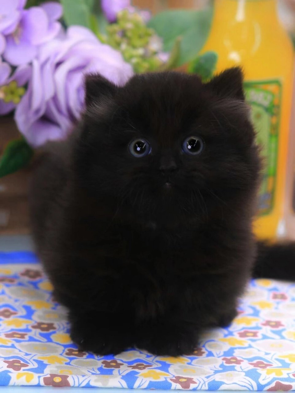 94精品纯黑拿破仑长毛矮脚猫 98精品纯黑拿破仑矮脚猫dd 爆毛胖