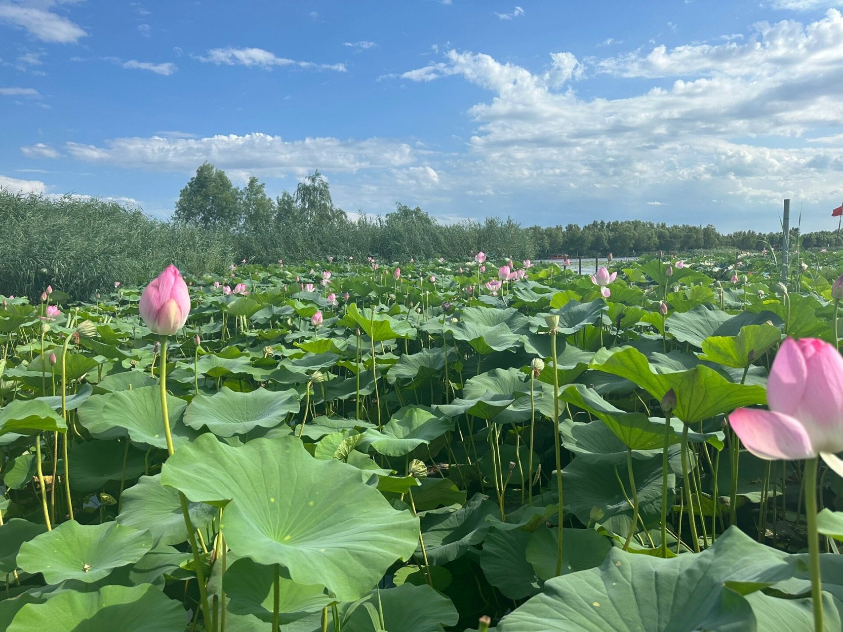 白洋淀休闲岛图片