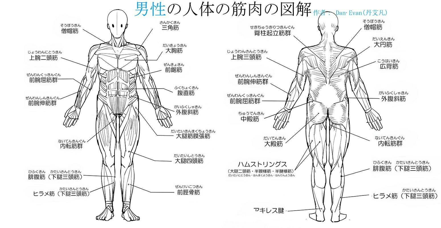 男性和女性人体的肌肉和图解简化绘法