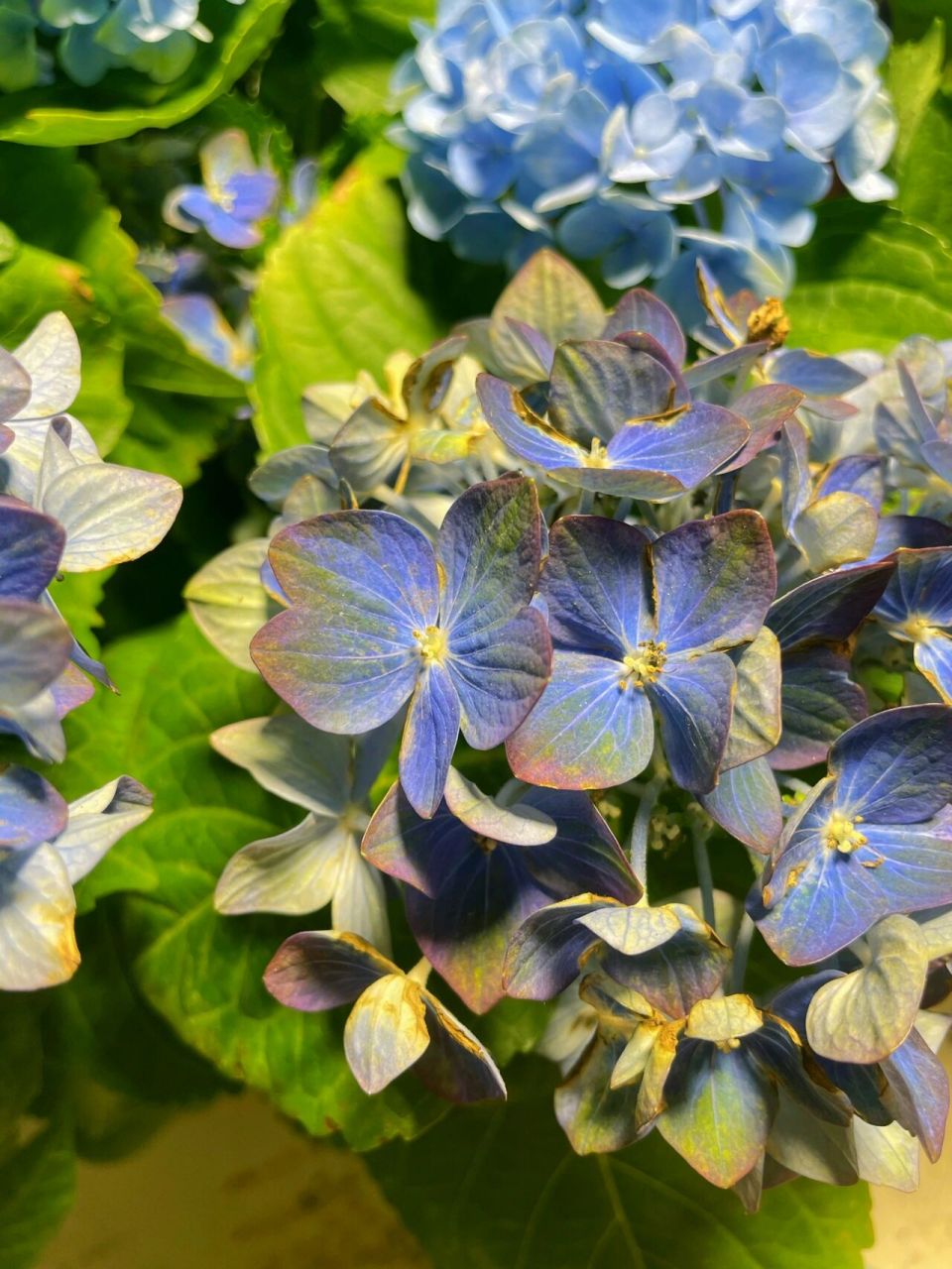 伦勃朗绣球&魔幻系列&hi系列 总之就是绣球虐我千百遍,我待绣球如初恋