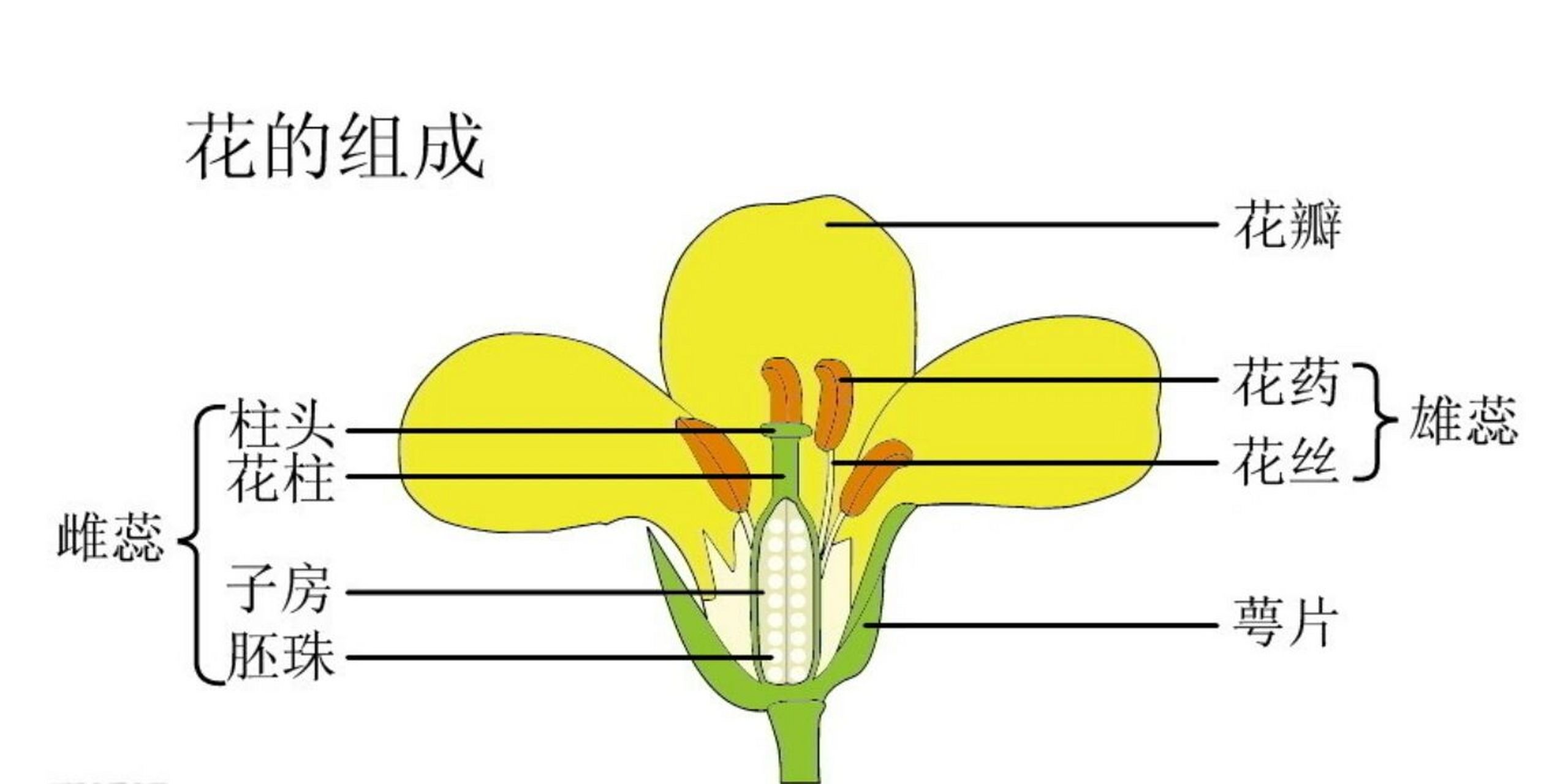 十字花科花图式结构图片