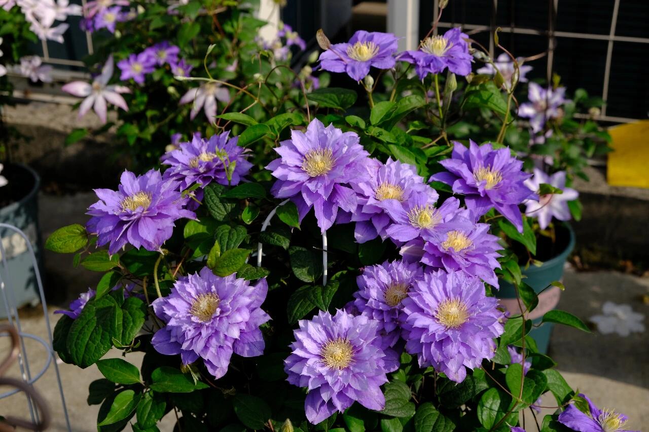 铁线莲品种(80)-伍斯特美女 伍斯特美女,二类早花大花组,波兰品种,一