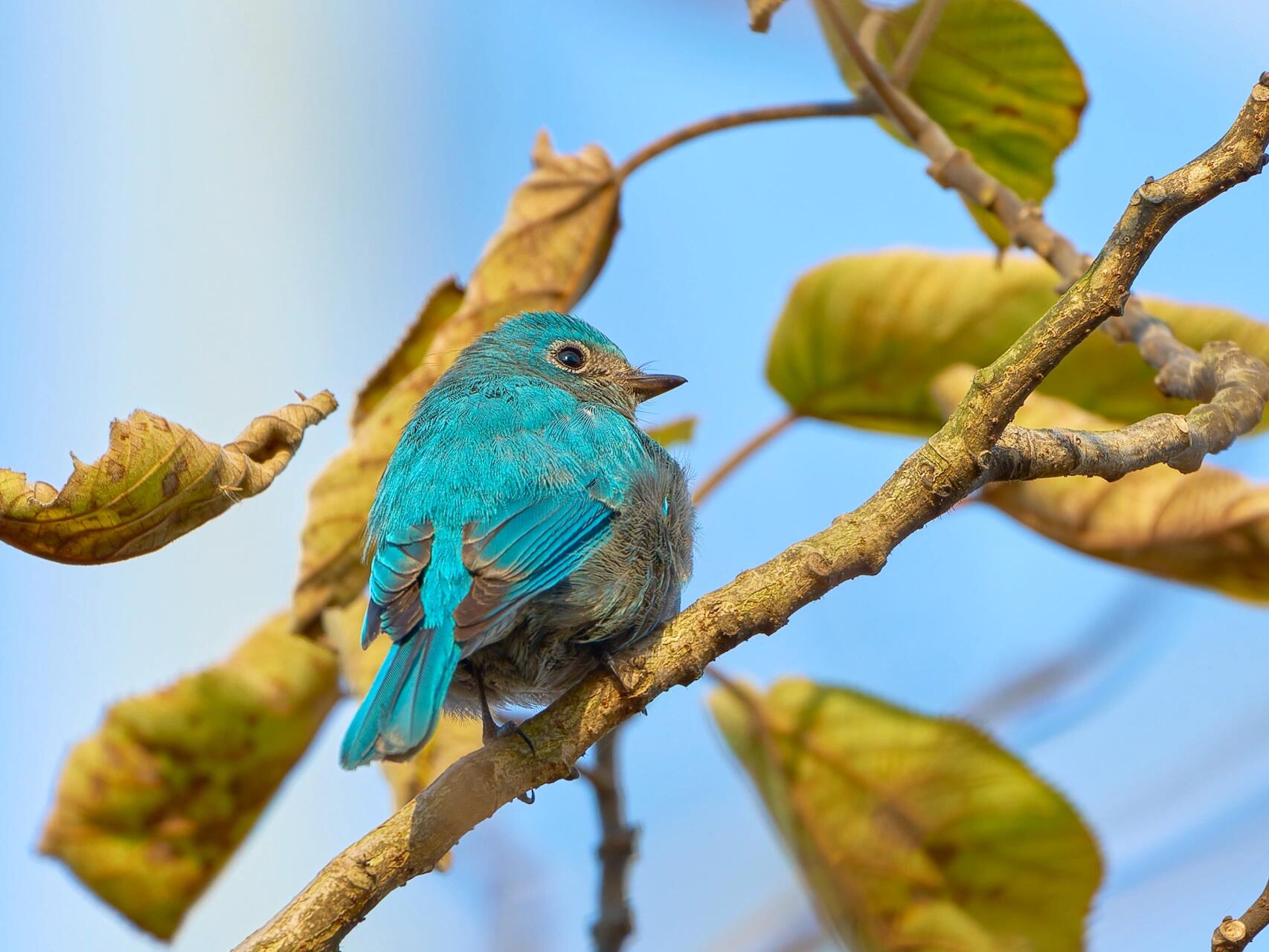 编号099-铜蓝鹟 更新沪上97鸟种第三种,铜蓝鹟,记录于金海湿地公园.