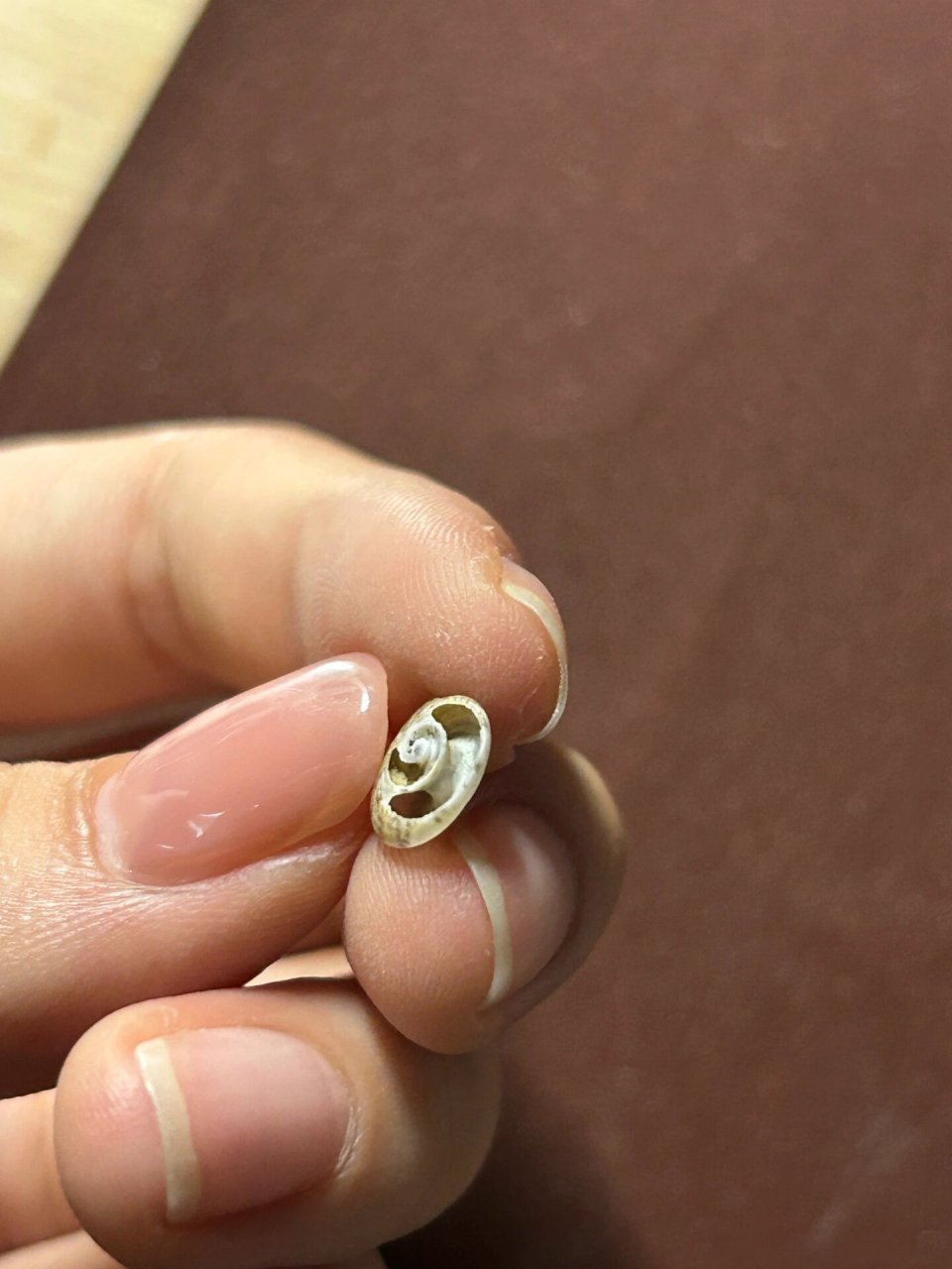 绘画素材|终于知道了蜗牛壳内部结构 为了画个蜗牛,网上找半天蜗牛壳