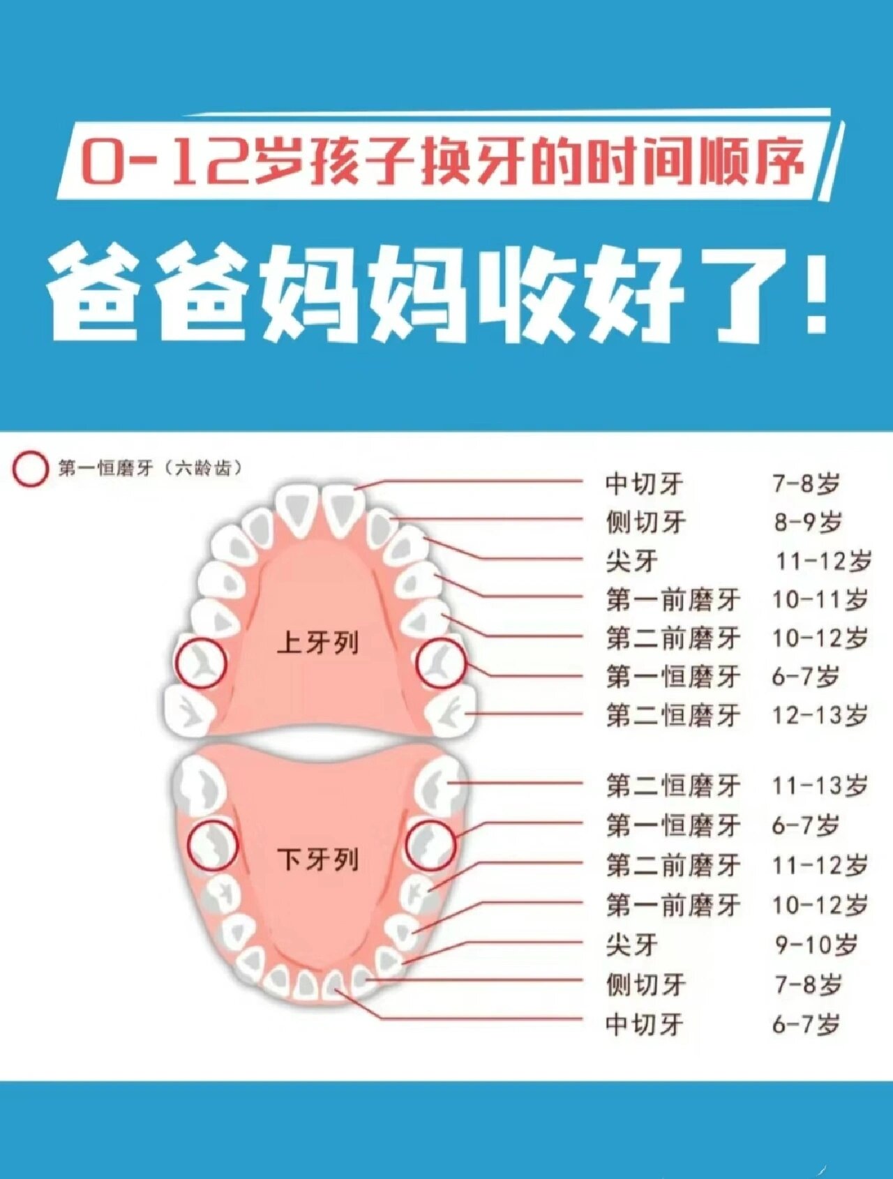 孩子换牙齿的顺序图图片