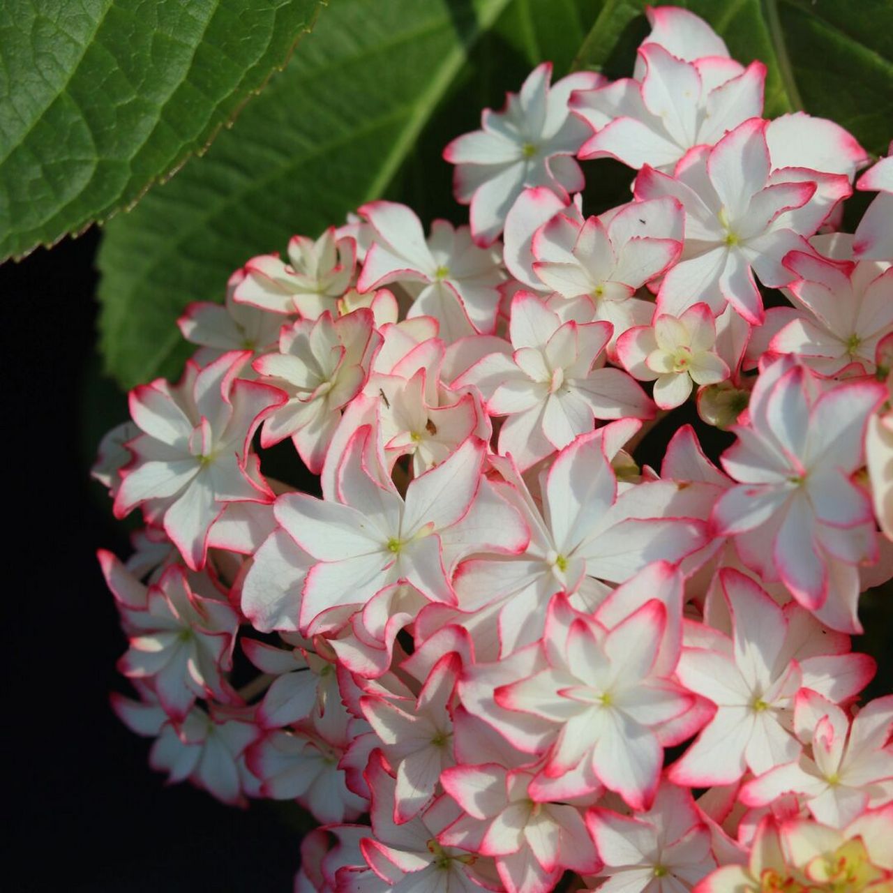 云之垚花卉# #绣球# #绣球卡伦