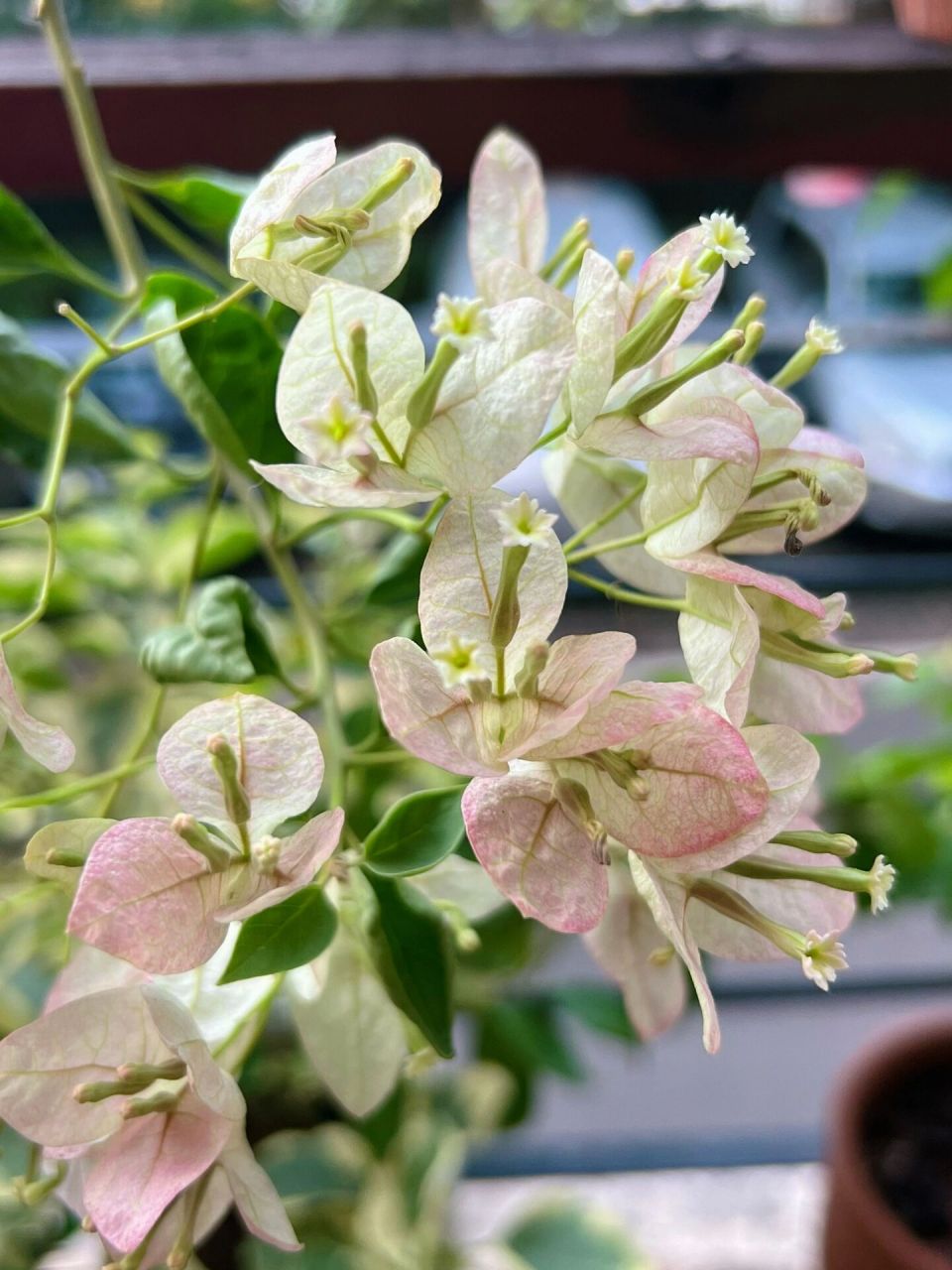 长势慢,叶子皱,花还不错 #三角梅# #绿叶五宝三角梅