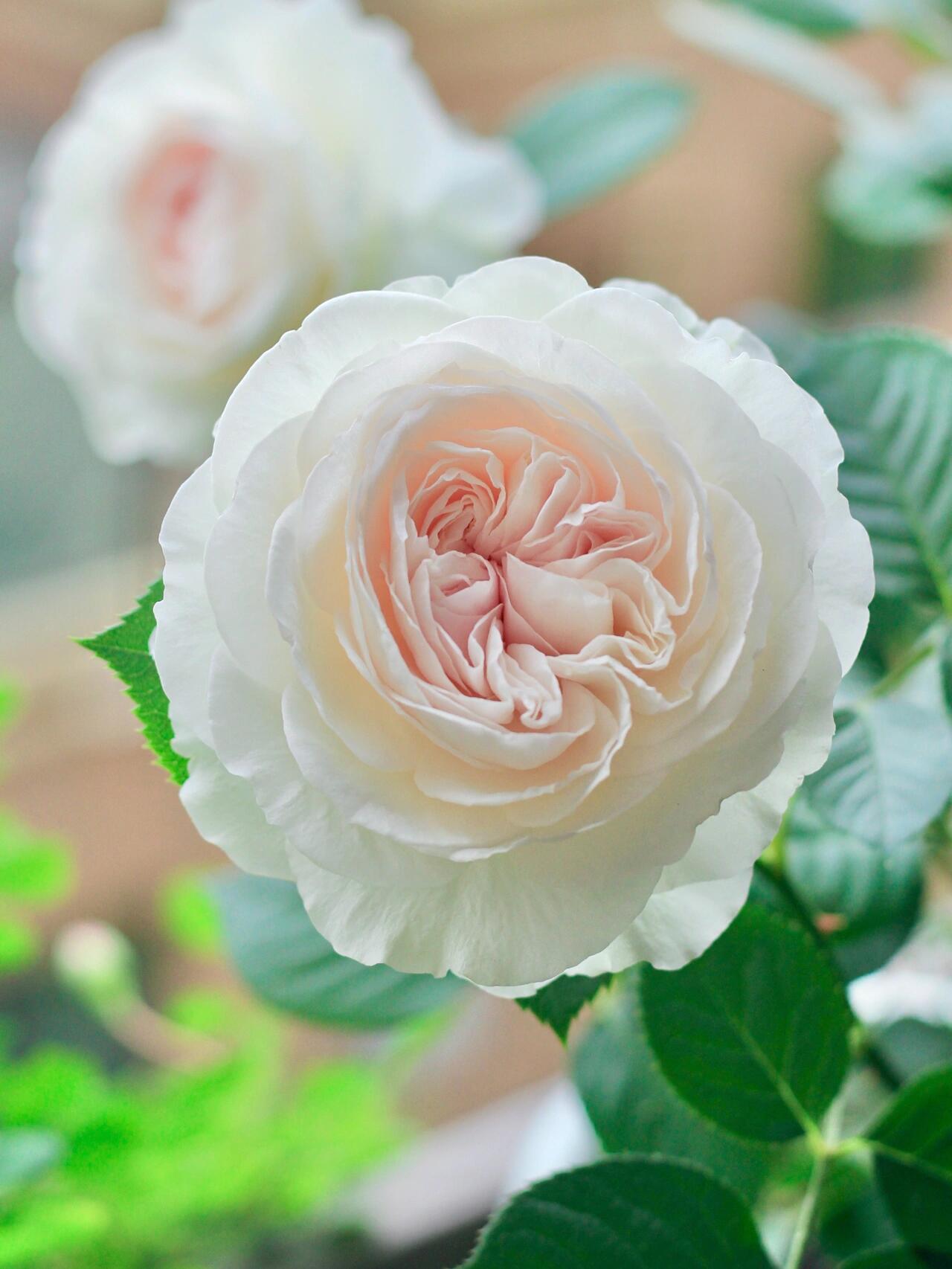 阳台月季|无法拒绝强香克里斯蒂娜公爵夫人