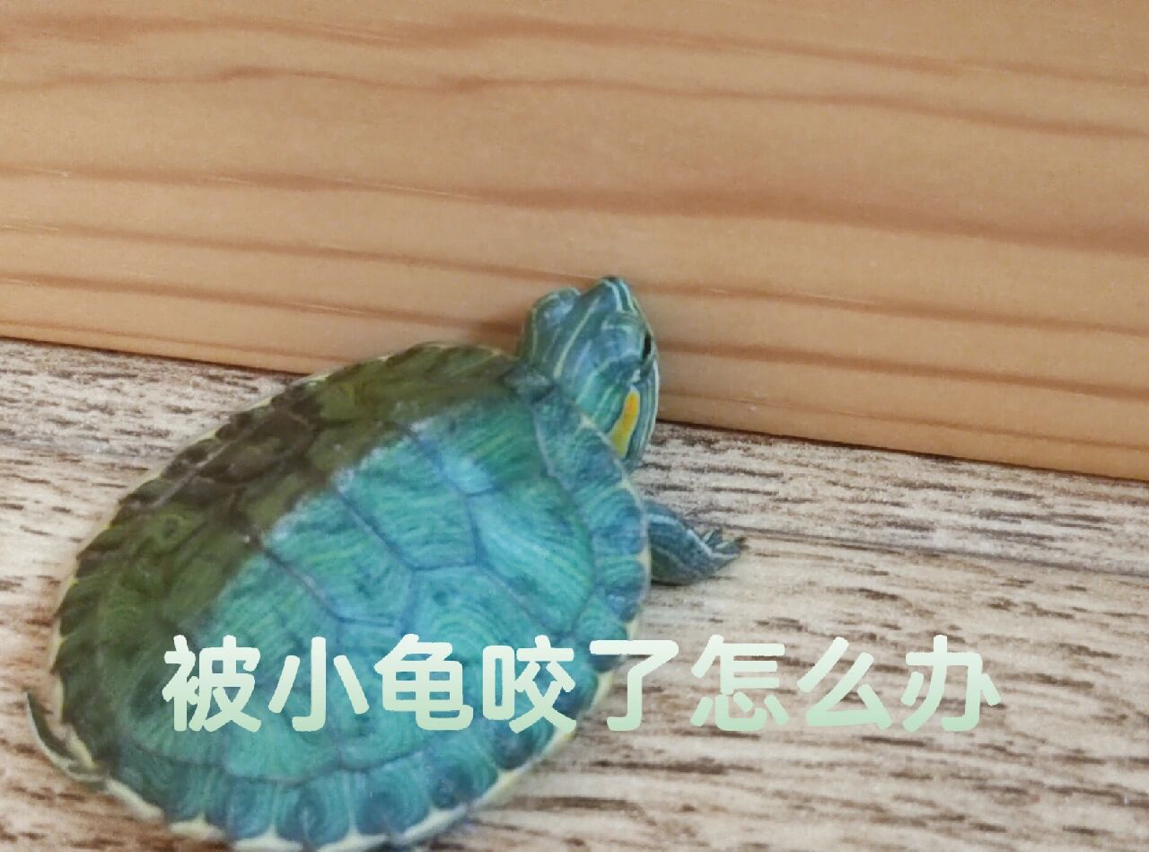 小乌龟咬人怎么教育（小乌龟咬人怎么教育他） 小乌龟咬人怎么教诲
（小乌龟咬人怎么教诲
他）《小乌龟咬人怎么办》 教育知识