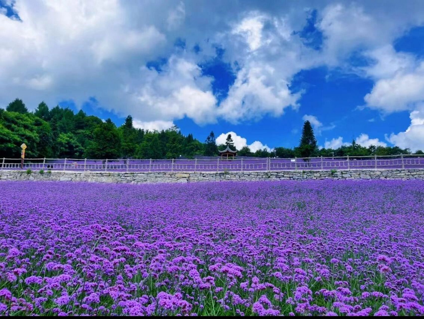 野三关 森林花海 实景图 野三关森林花海实景图,适合亲子游,避暑,夏天