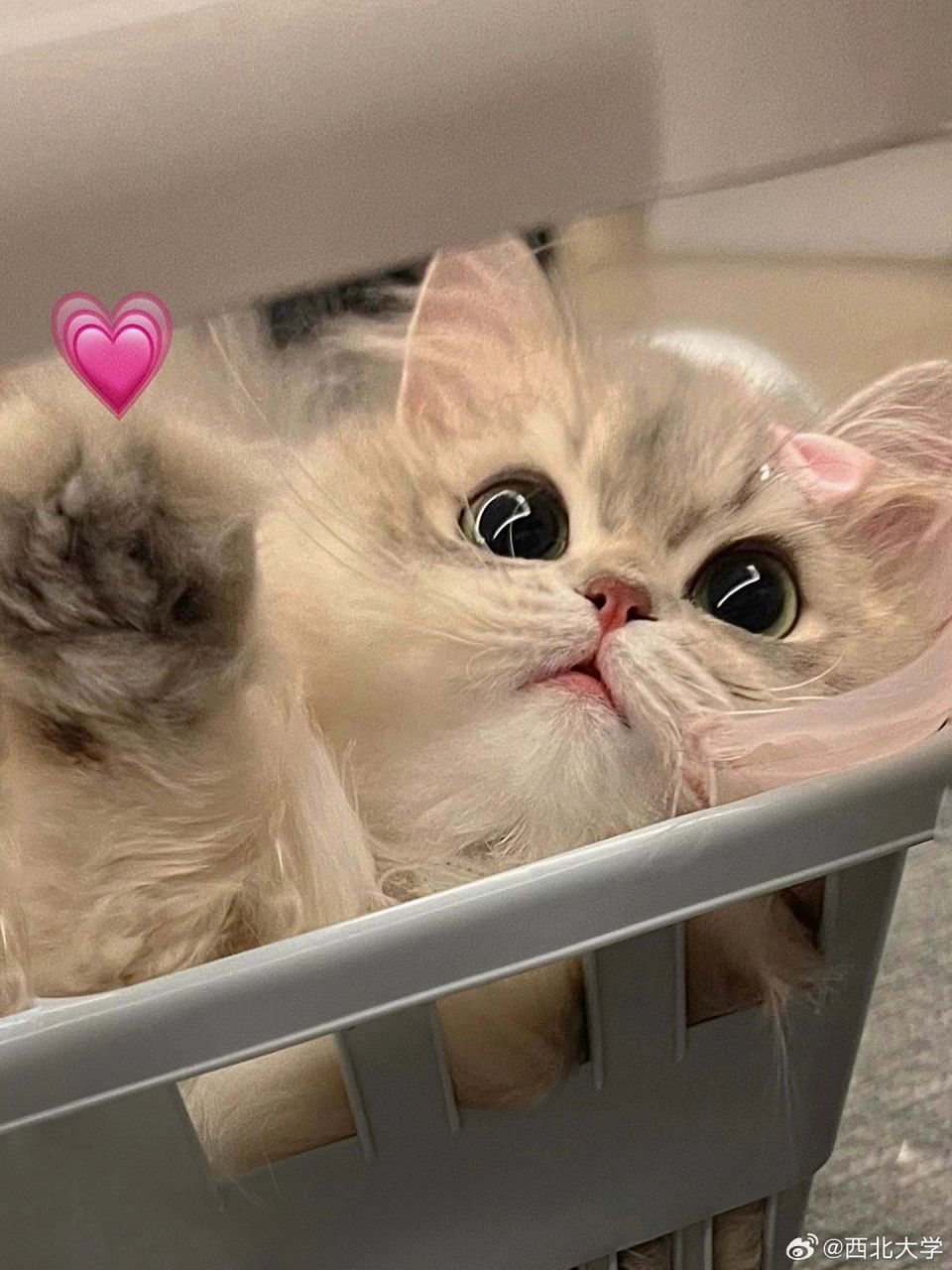 猫宁,西大  愉快的一天从互道早安开始～ 早安(07o`)