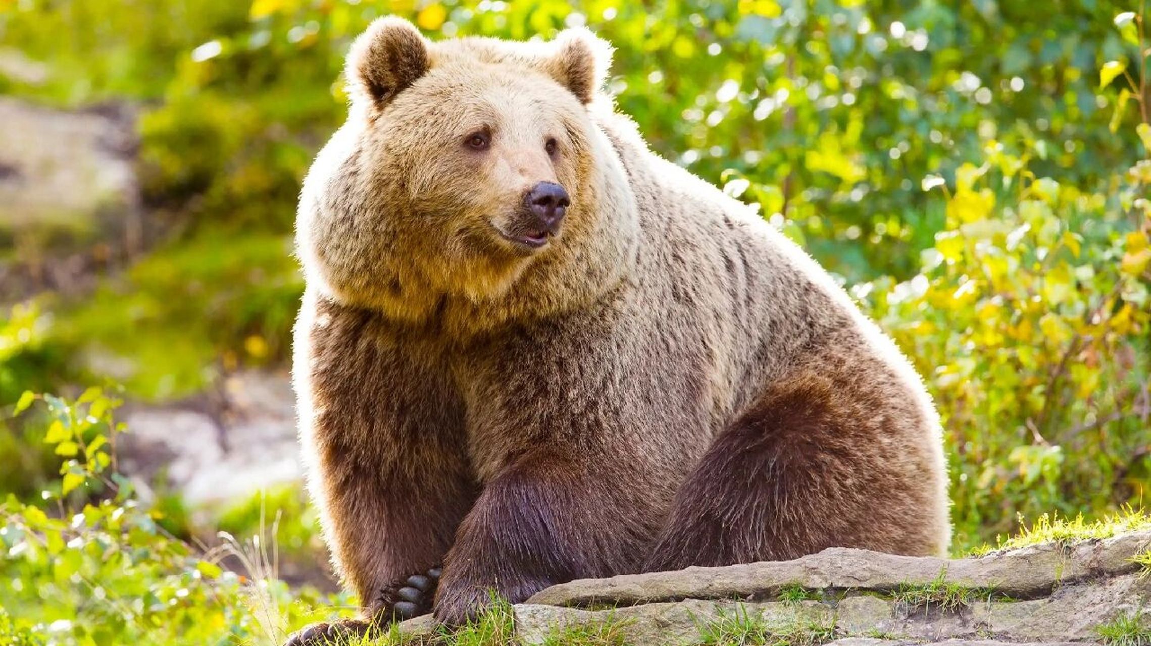 棕熊 科普 棕熊 分布区域 分布于北美洲大陆的大部分地区和欧亚大陆