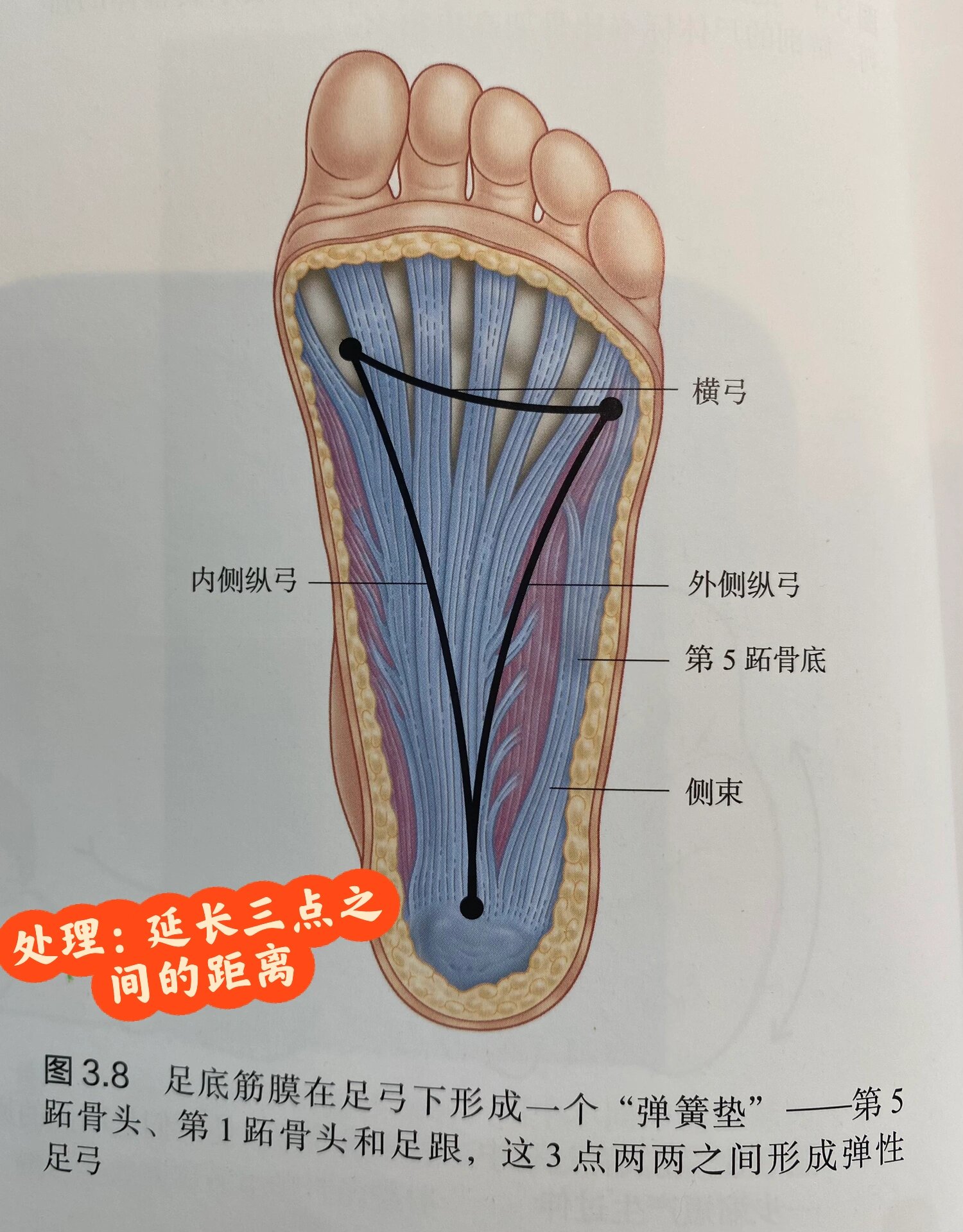 足部解剖图血管图片