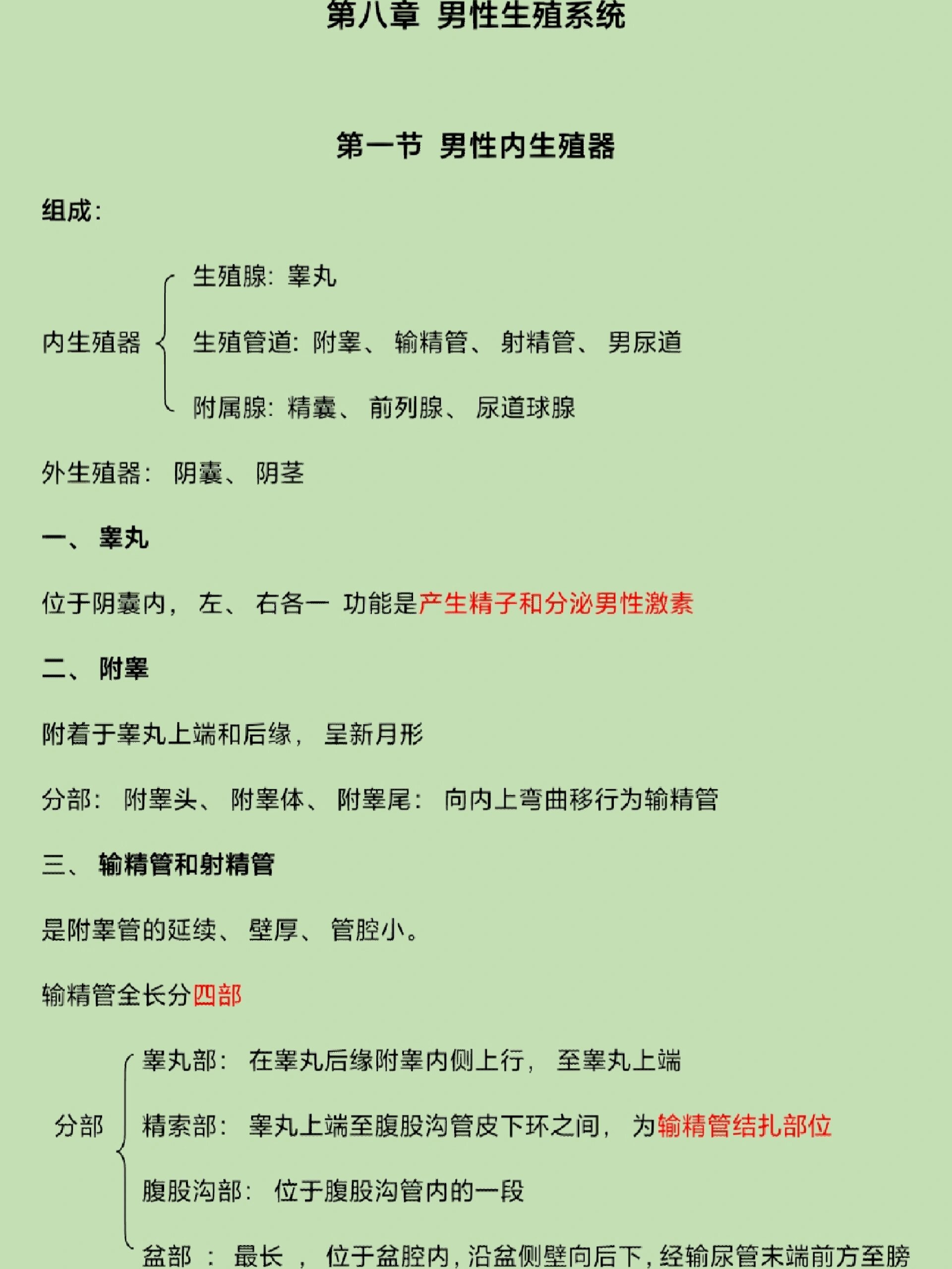 系统解剖学07‖男性生殖系统(重点概括)