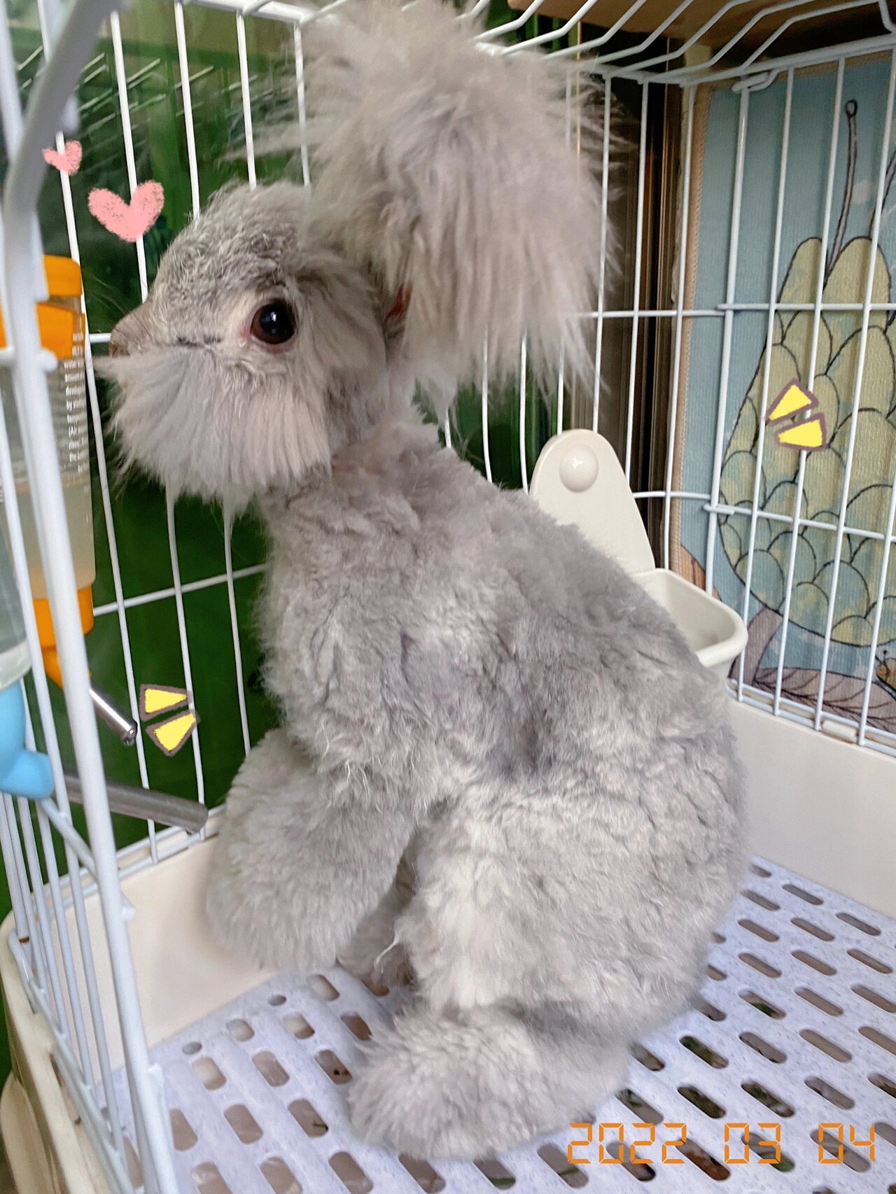 彩色纯种英系安哥拉兔稀有色 金吉拉色,买家秀四个半月了