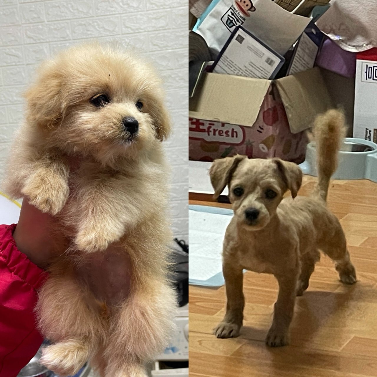 泰迪串串剃毛前后 家里的毛孩子4个月大啦,3个月的时候剃了毛,因为刚