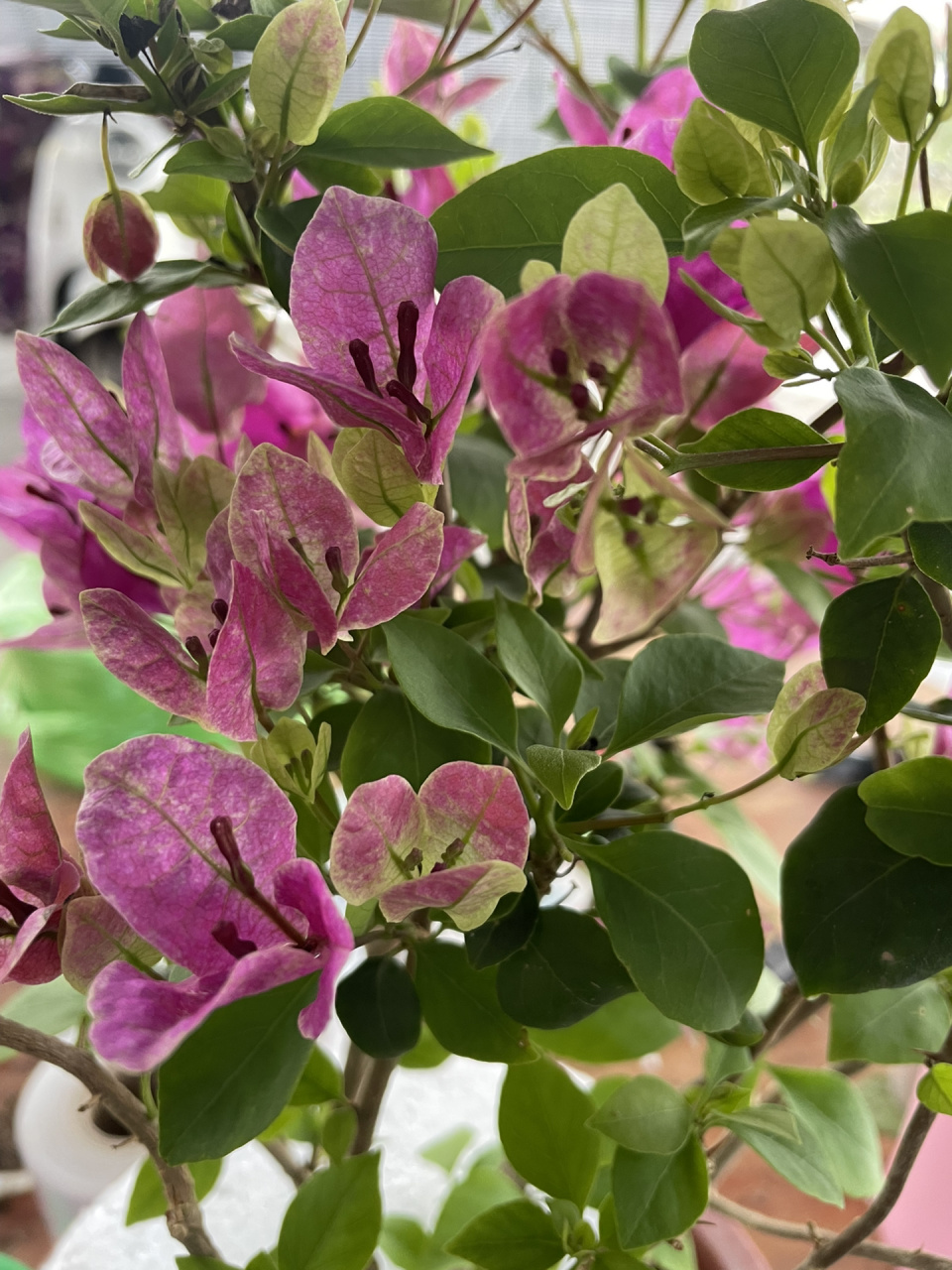 紫色系的三角梅我只卖这款—紫九月 紫色勤花系列,颜色好看,重要的是