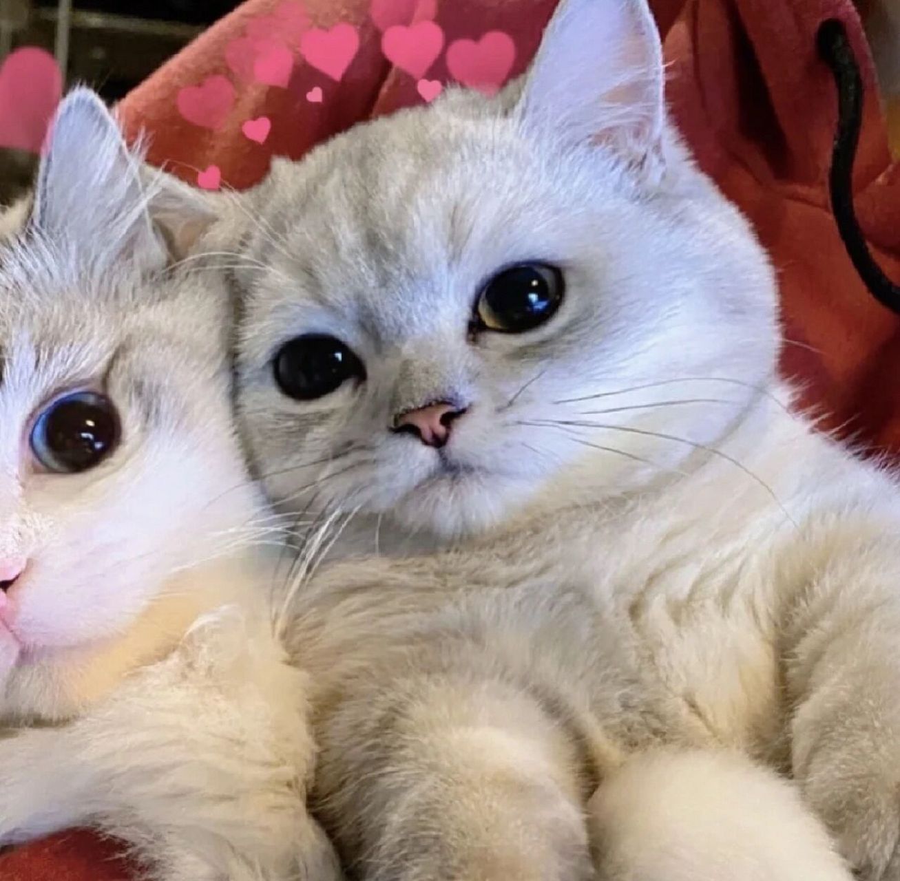 两个猫咪的情侣头像图片
