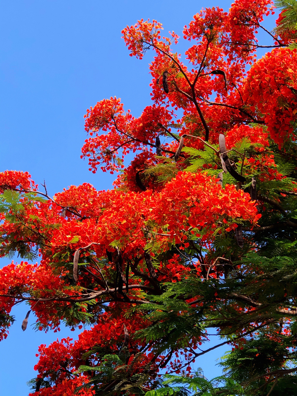 今年厦门凤凰花是大年,花朵特繁密.这株凤凰花还两种颜色,大红和橙红.