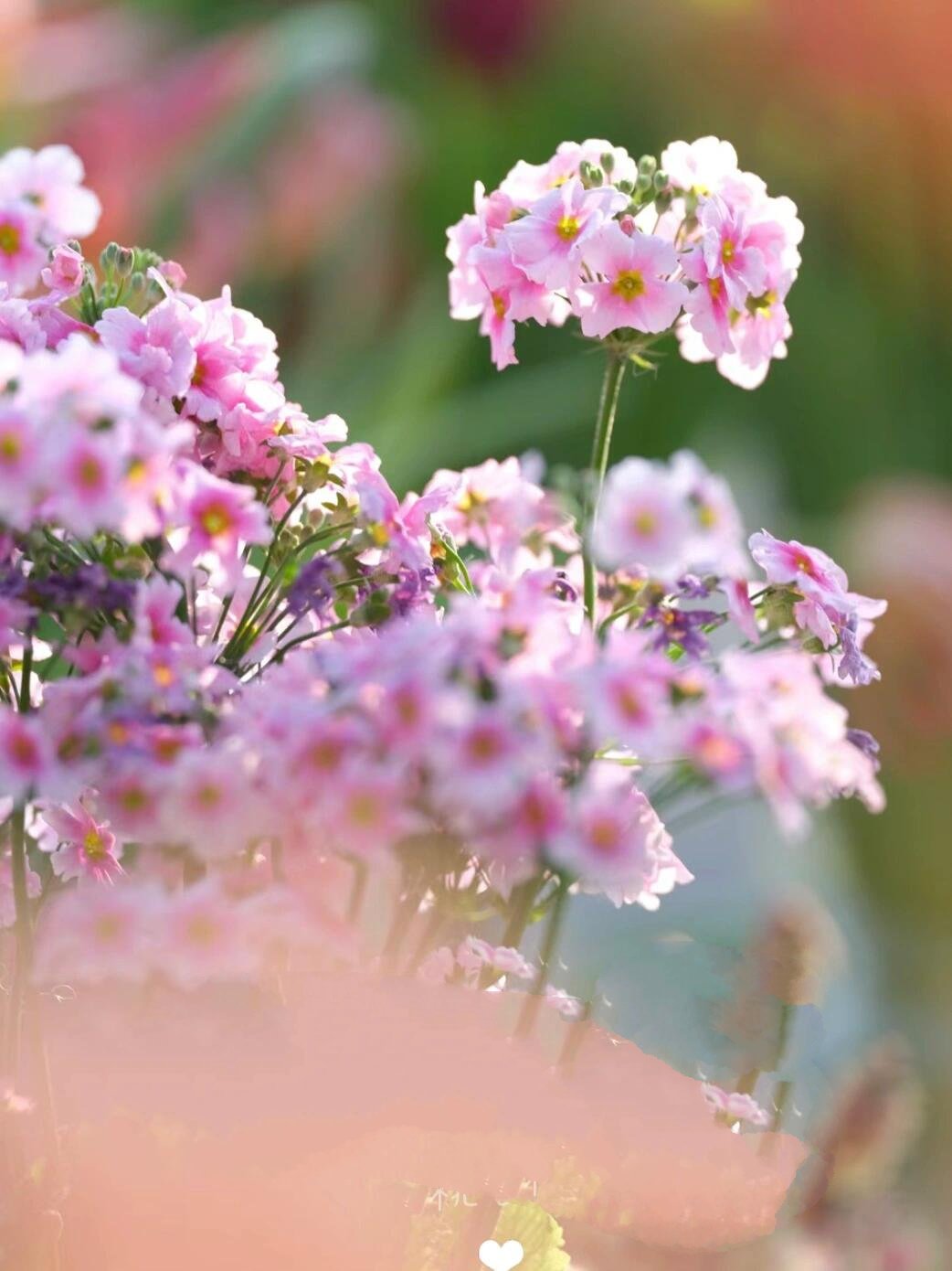 恋人手中樱花草94|冬日暖阳系列 恋人手中樱花草,春彩漫步的微笑